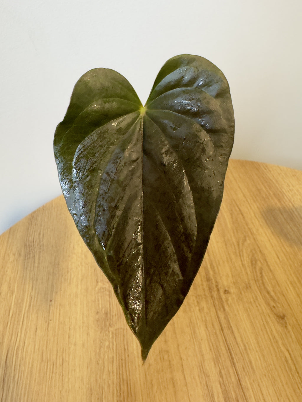 Anthurium Red Beauty/Moodeanum