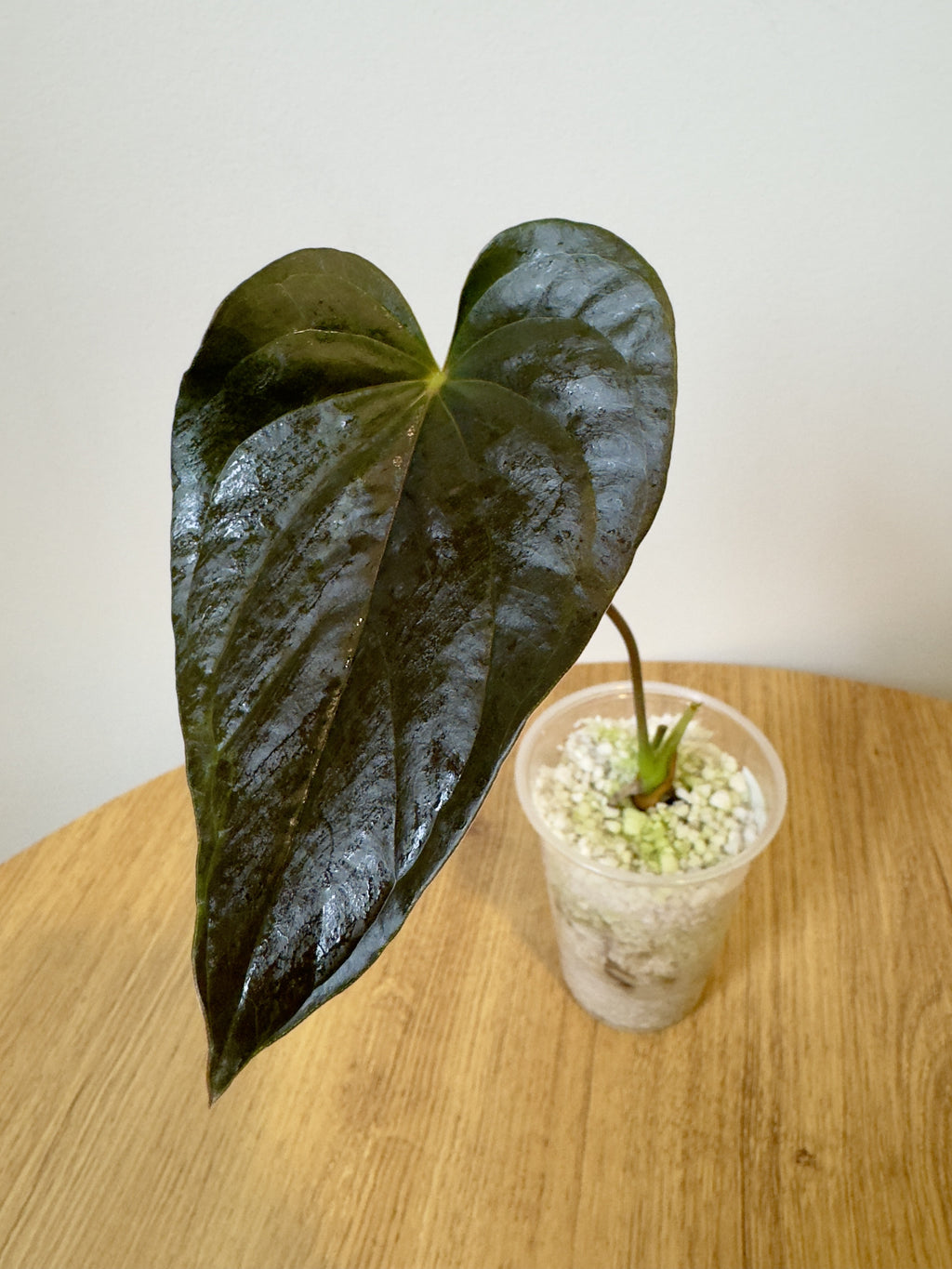 Anthurium Red Beauty/Moodeanum