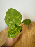 Alocasia Pink Dragon Aurea