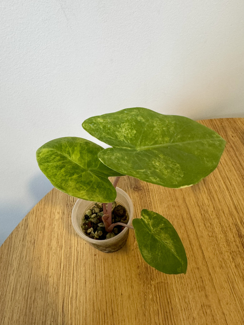 Alocasia Pink Dragon Aurea