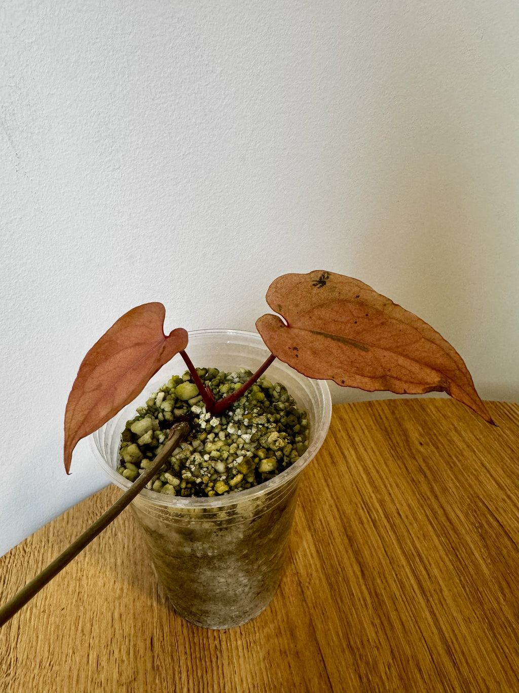 Anthurium Papi x Black Phoenix Variegated