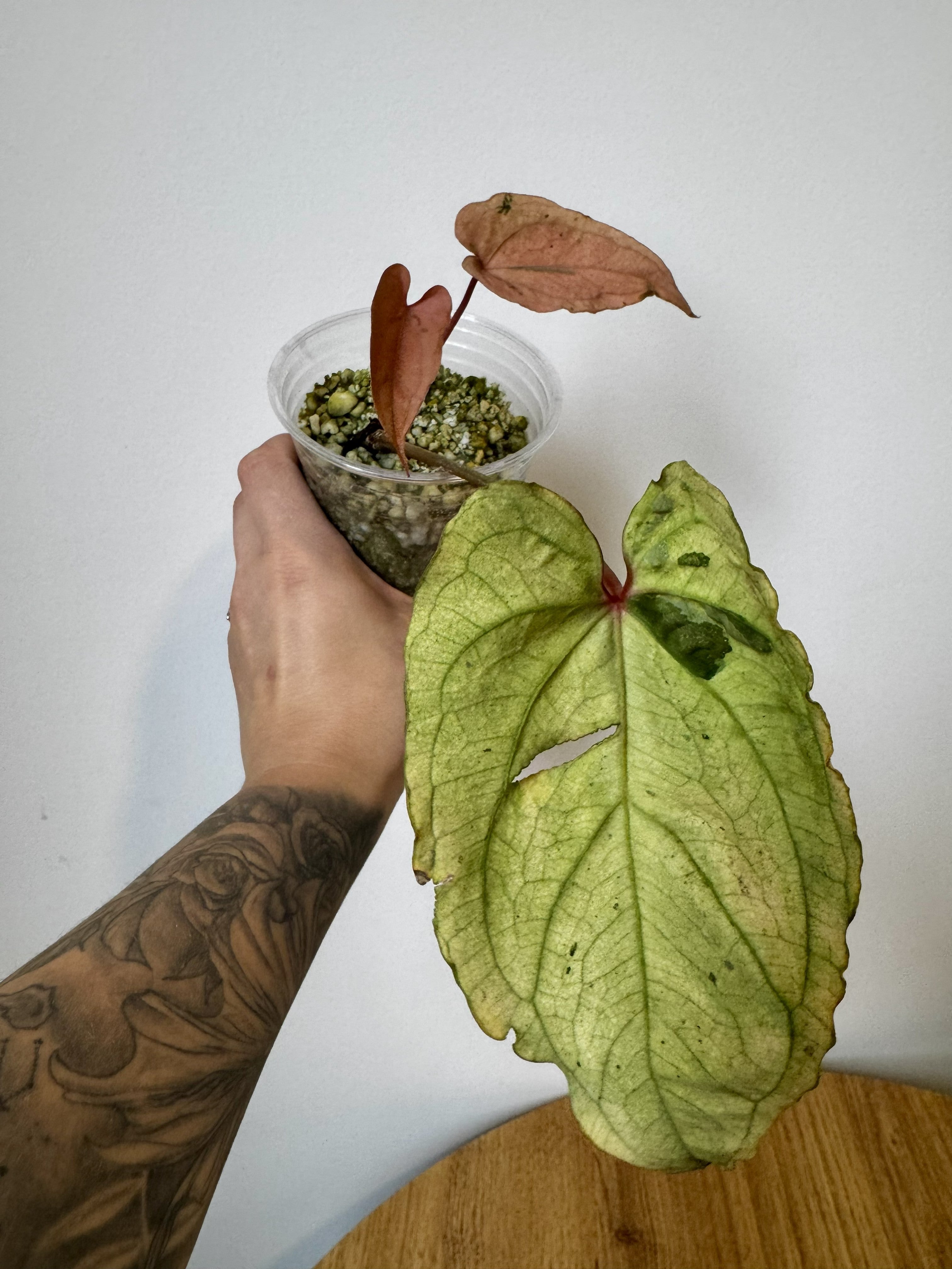 Anthurium Papi x Black Phoenix Variegated
