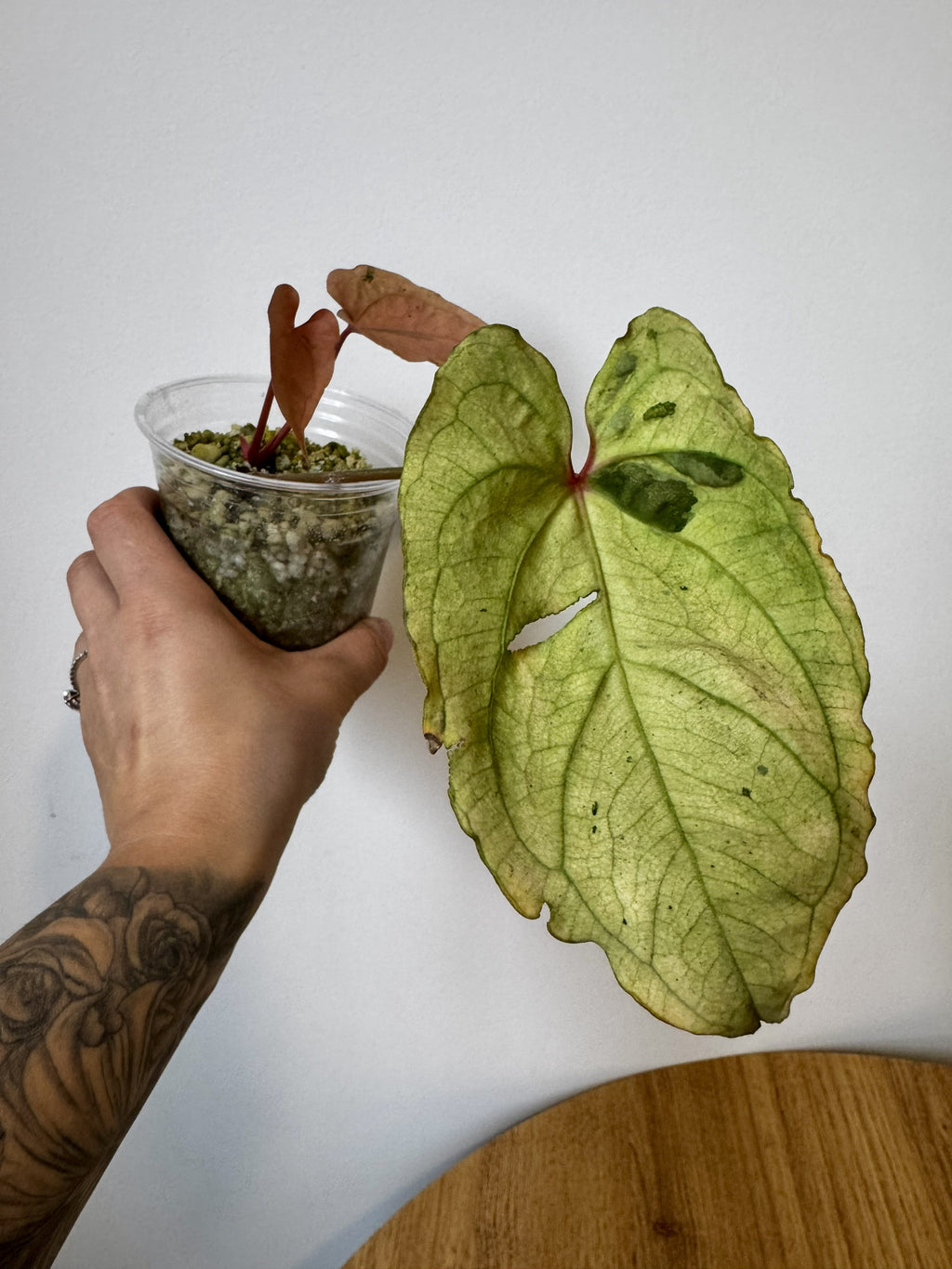 Anthurium Papi x Black Phoenix Variegated