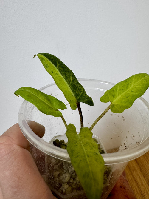 Alocasia Lauterbachiana Aurea