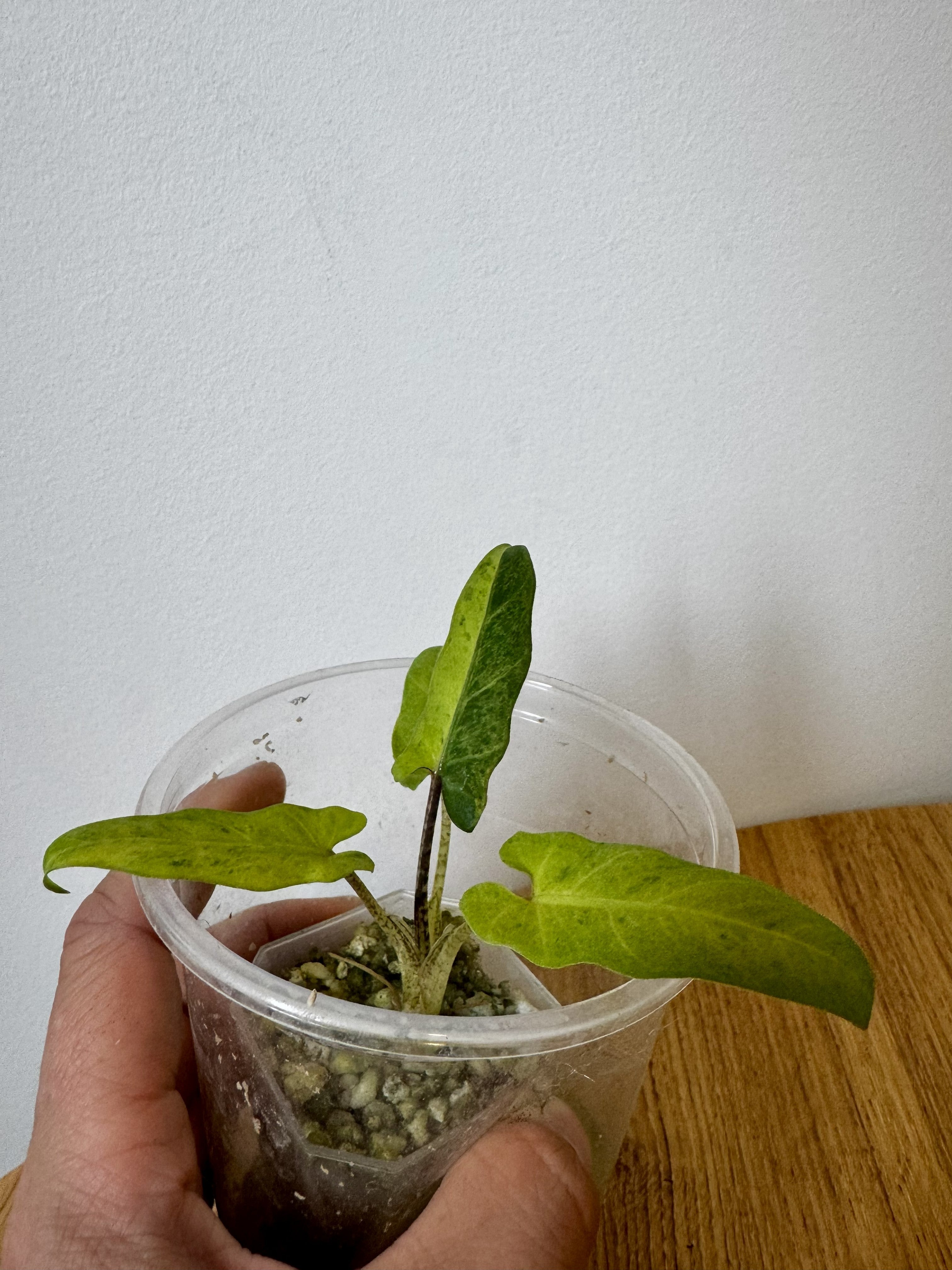 Alocasia Lauterbachiana Aurea