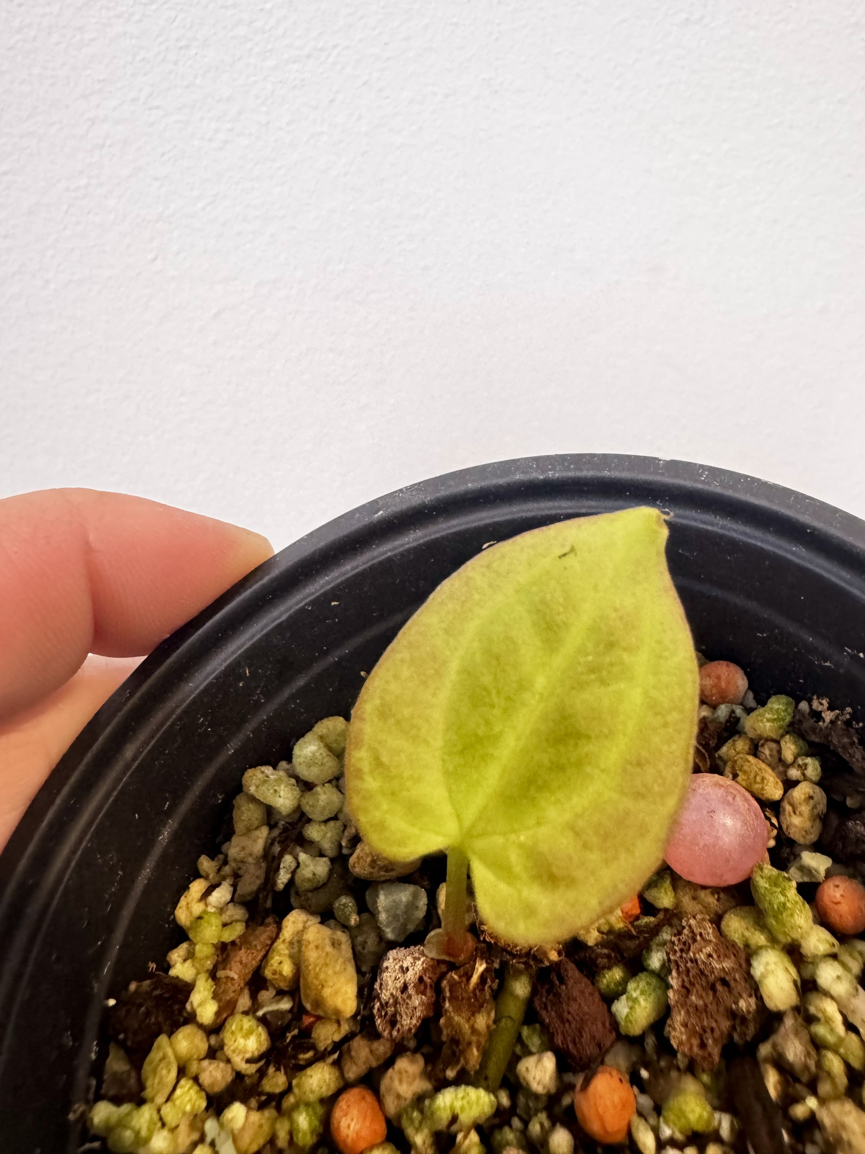 Anthurium Antolakii Round x RA1