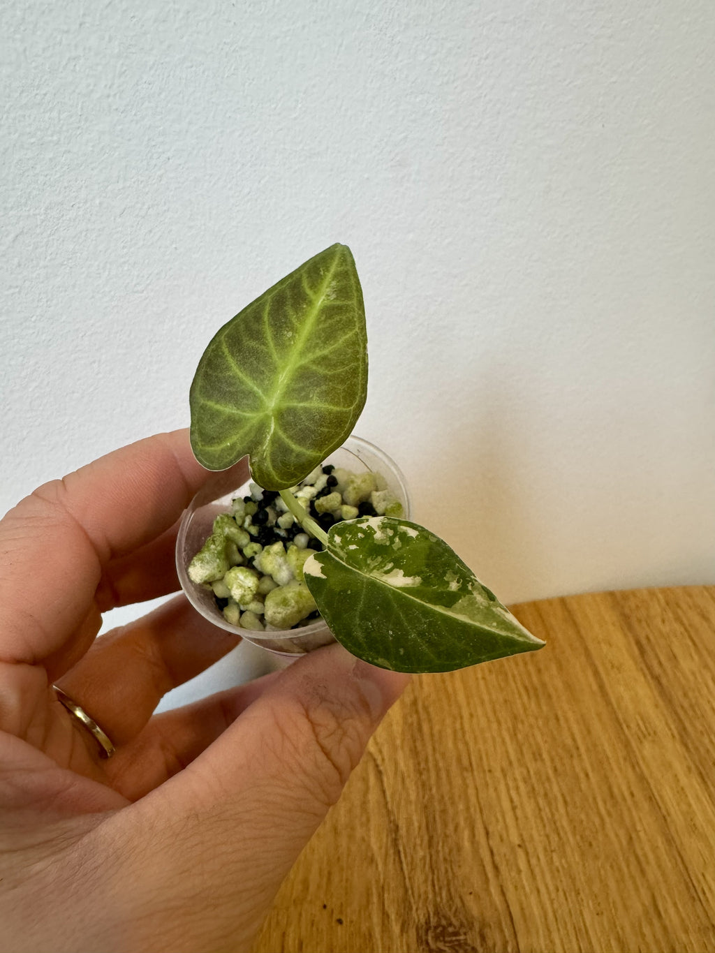 Alocasia Regal Shield Albo
