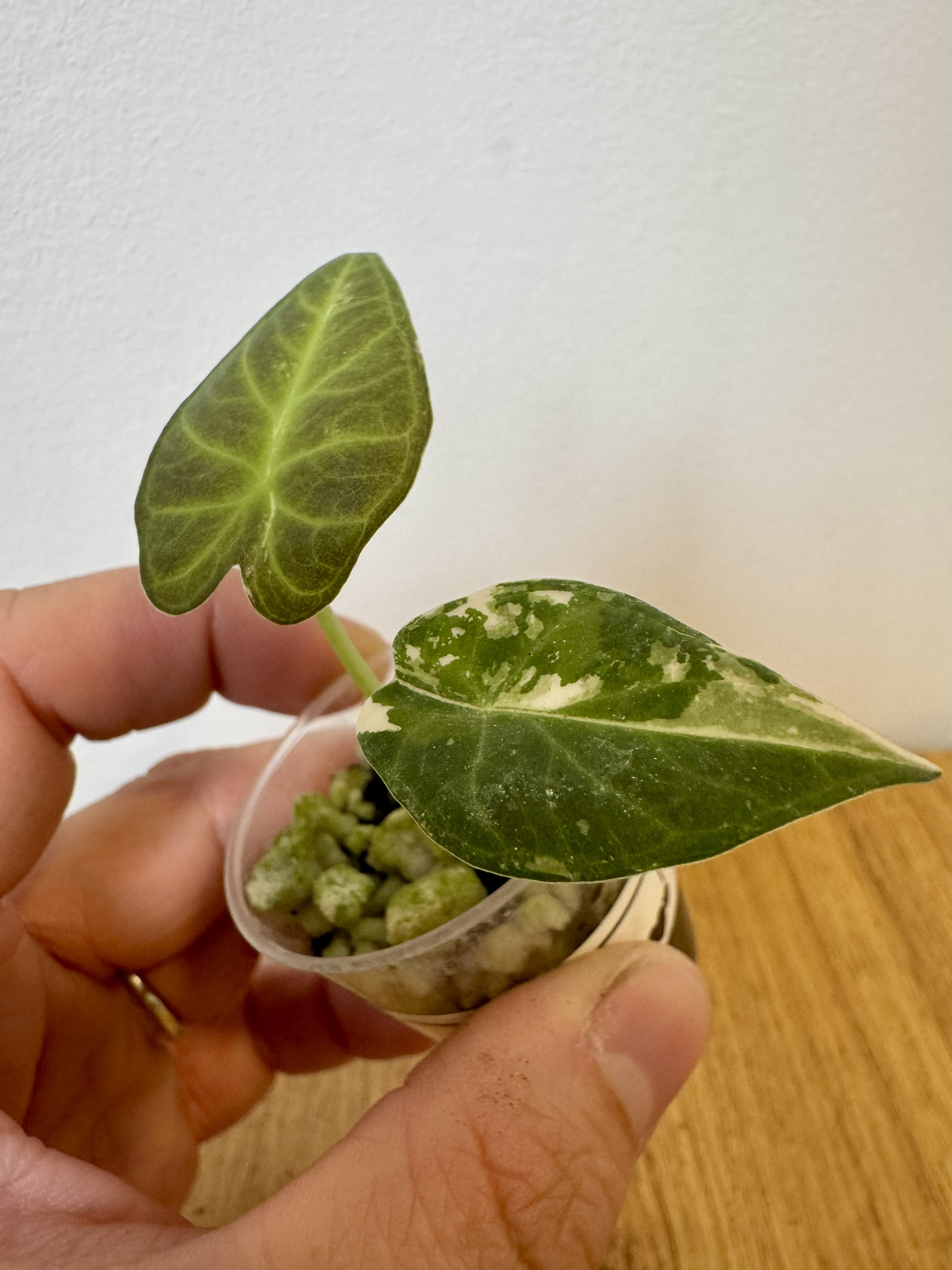 Alocasia Regal Shield Albo