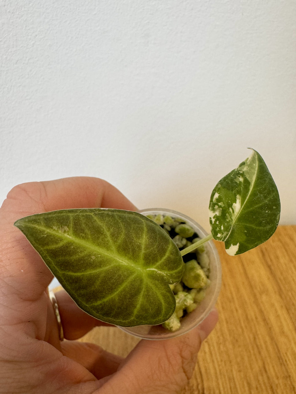 Alocasia Regal Shield Albo