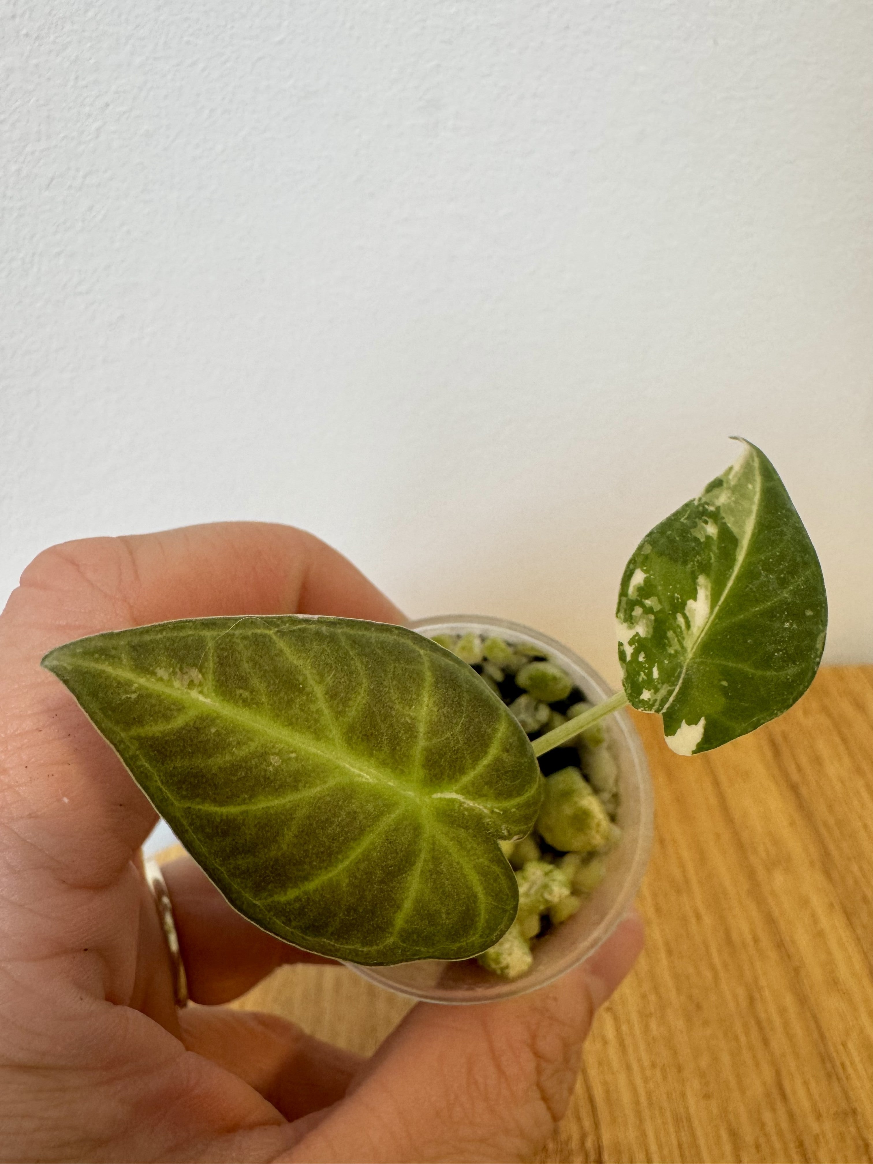 Alocasia Regal Shield Albo
