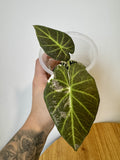 Alocasia Regal Shield Albo