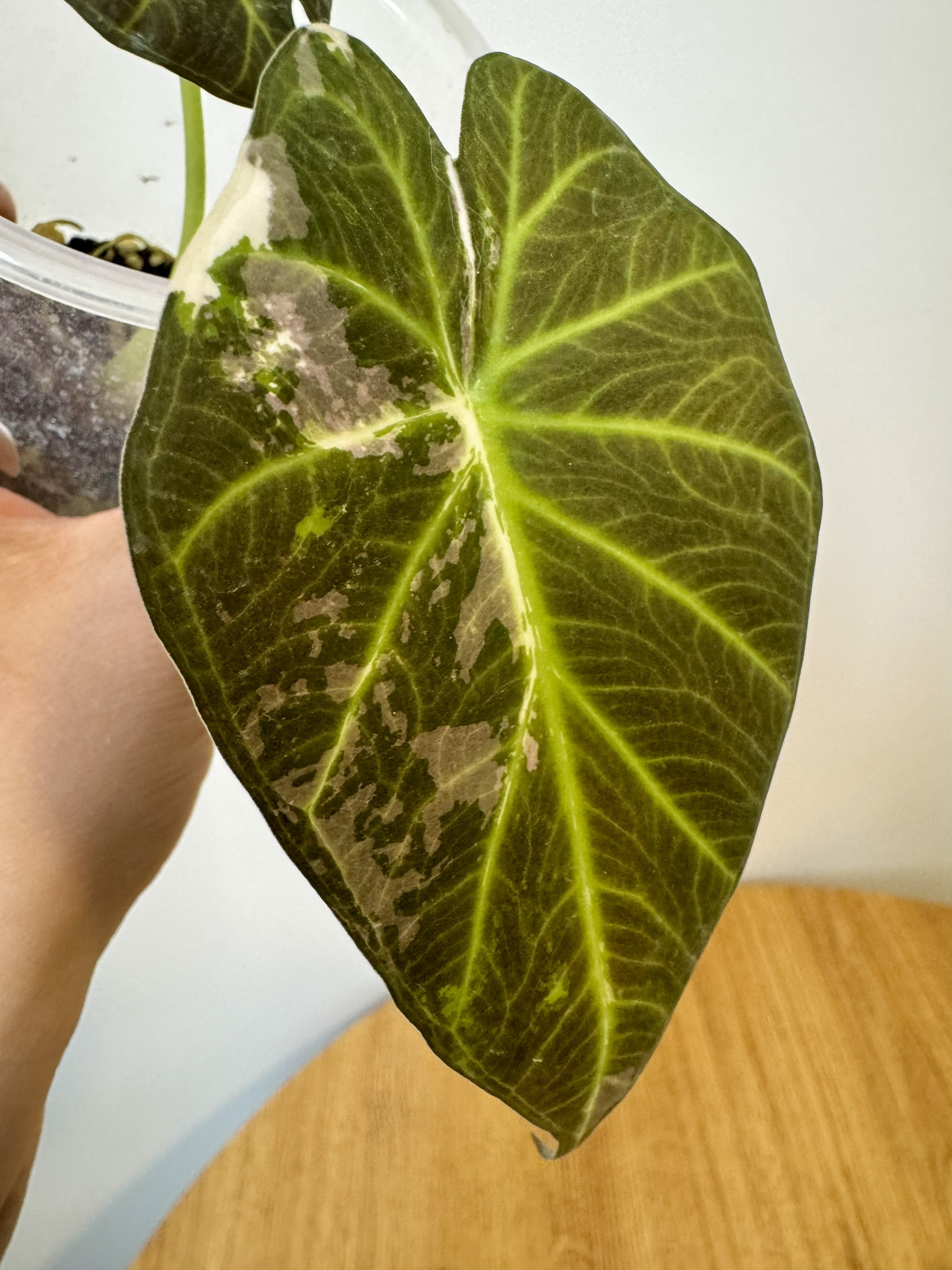 Alocasia Regal Shield Albo