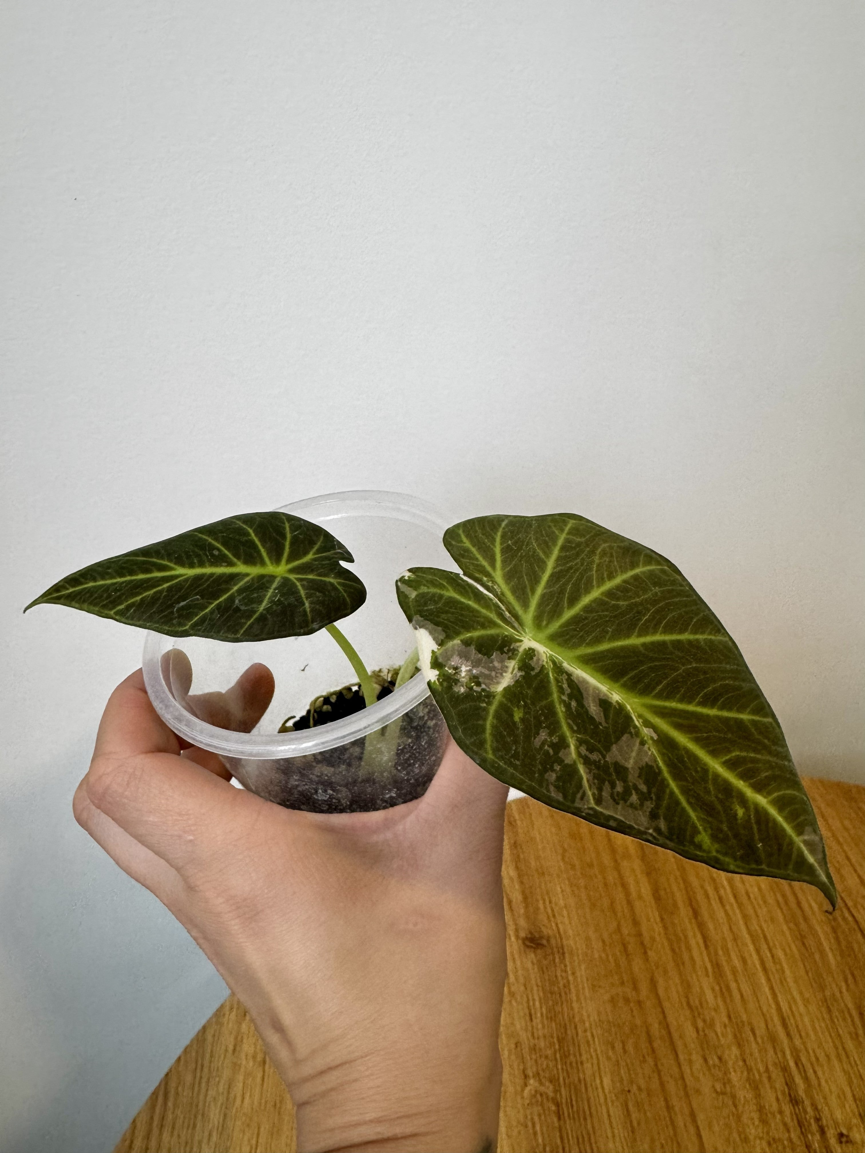 Alocasia Regal Shield Albo