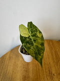 Alocasia Nairobi Nights Variegated