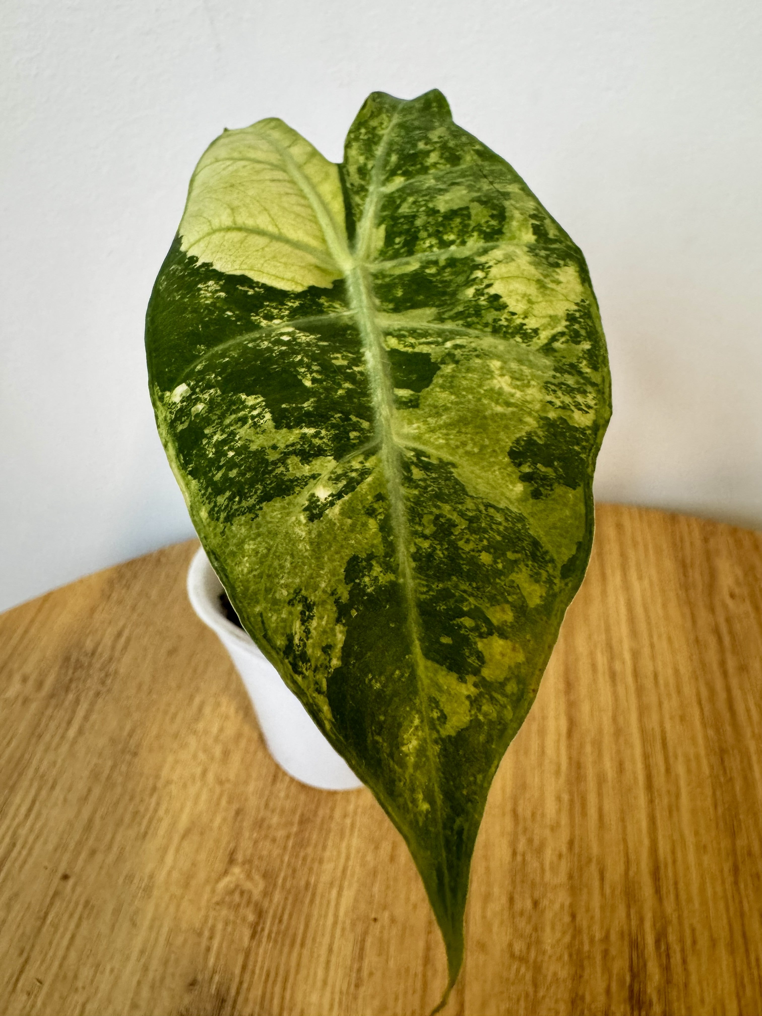 Alocasia Nairobi Nights Variegated