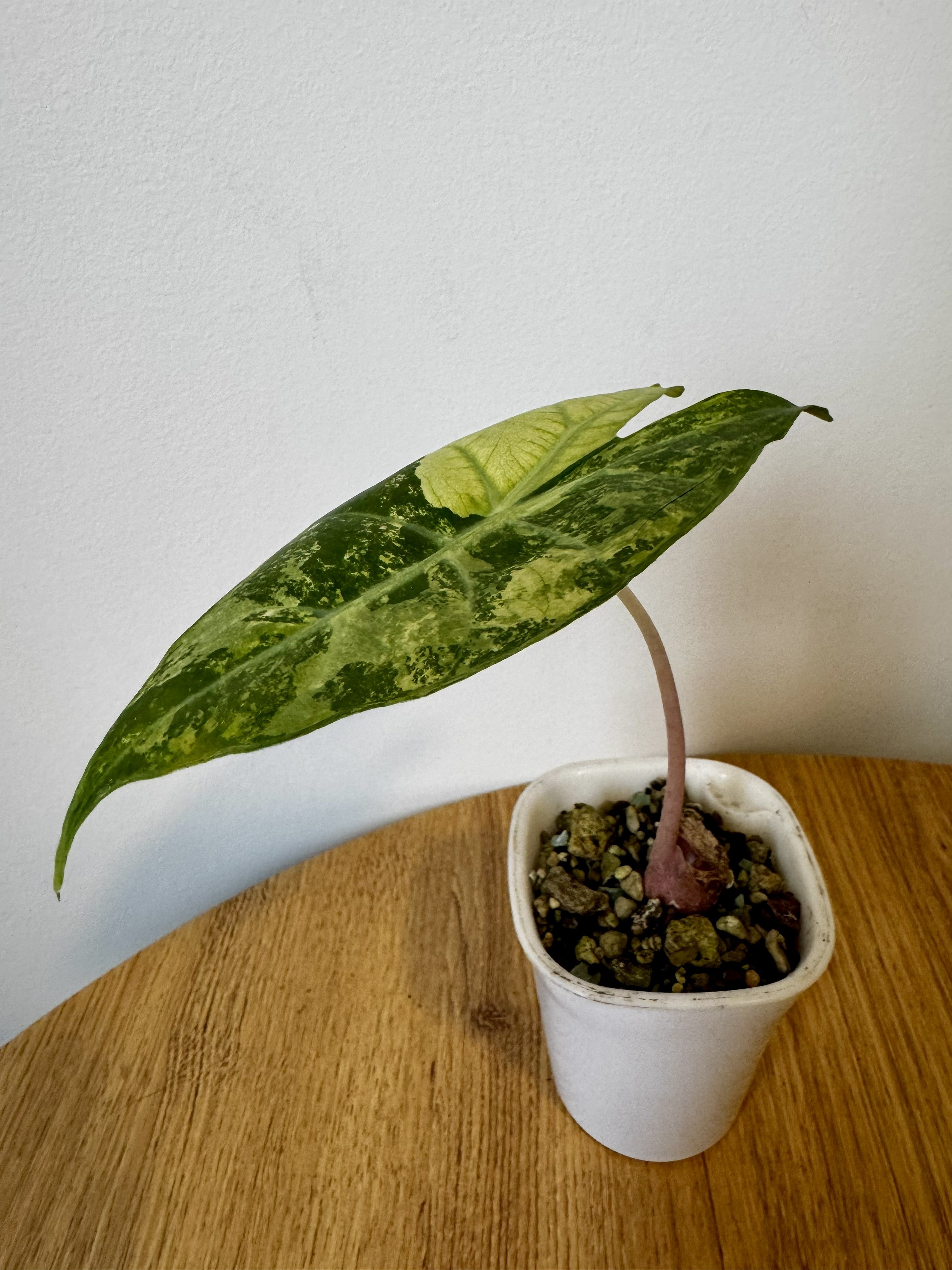 Alocasia Nairobi Nights Variegated