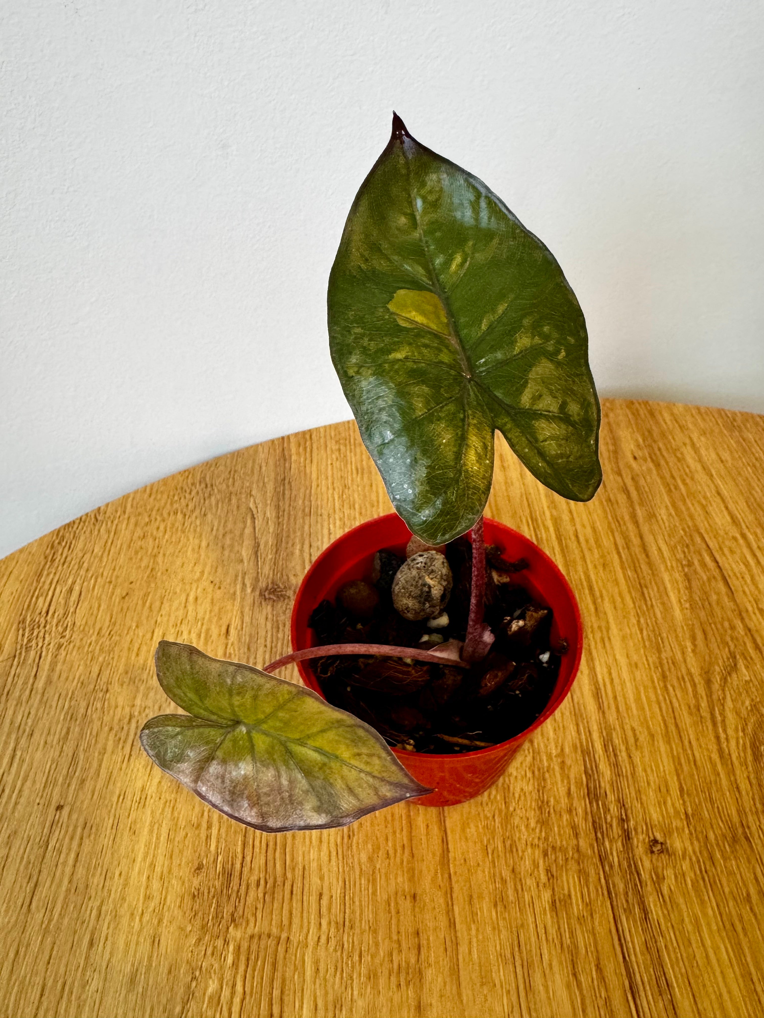 Alocasia Yucatan Princess Aurea