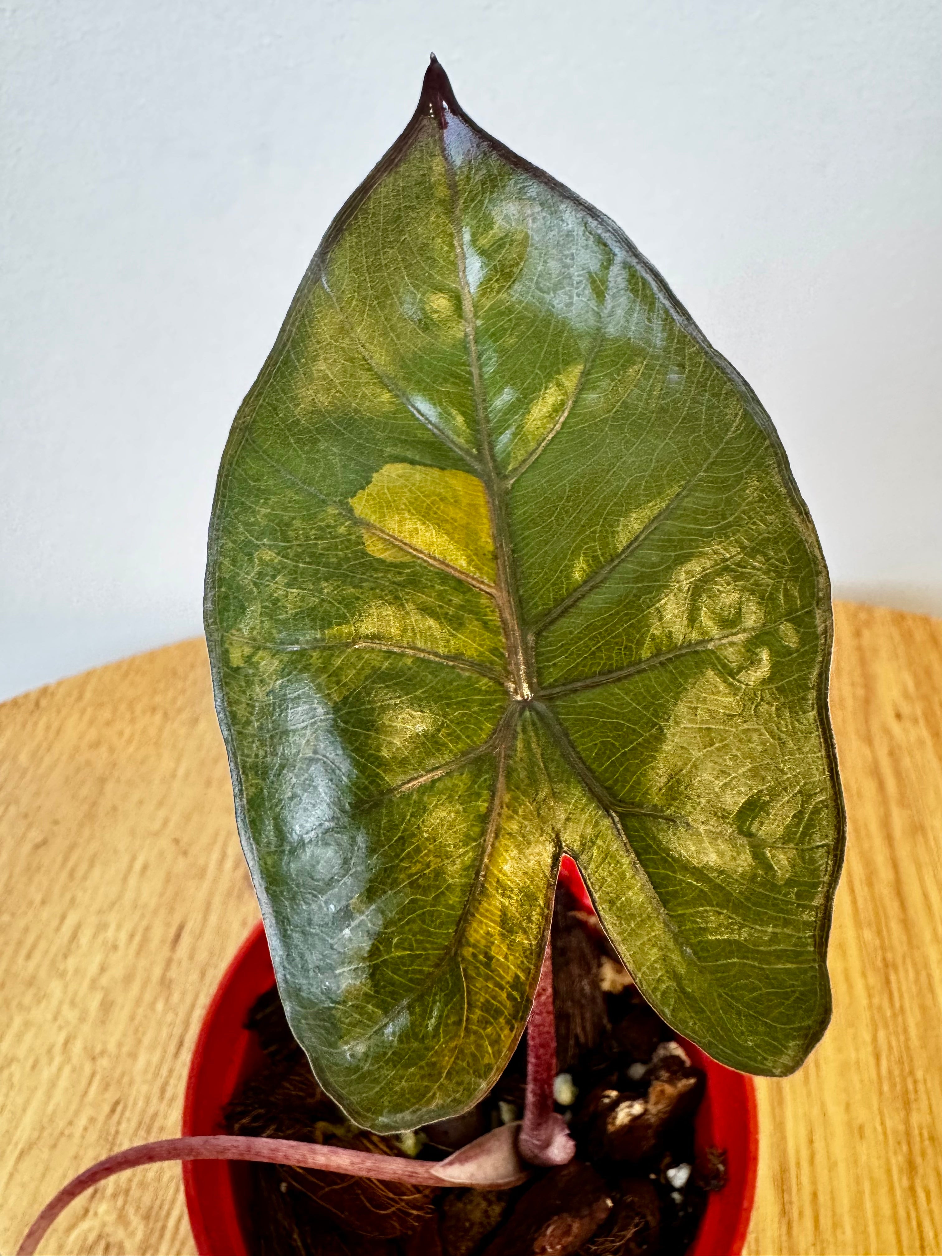 Alocasia Yucatan Princess Aurea
