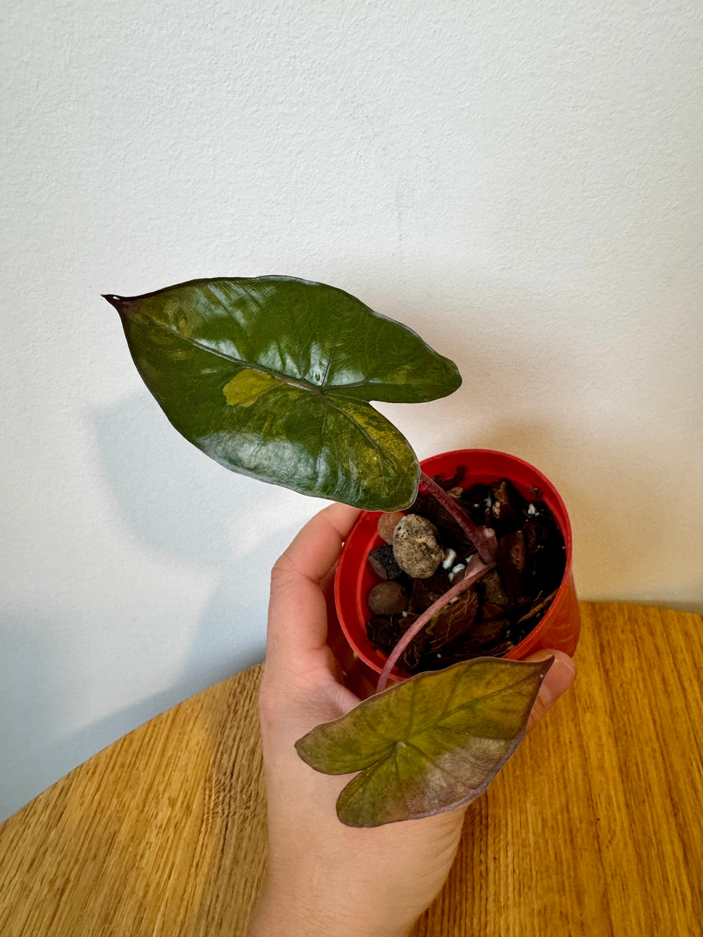 Alocasia Yucatan Princess Aurea