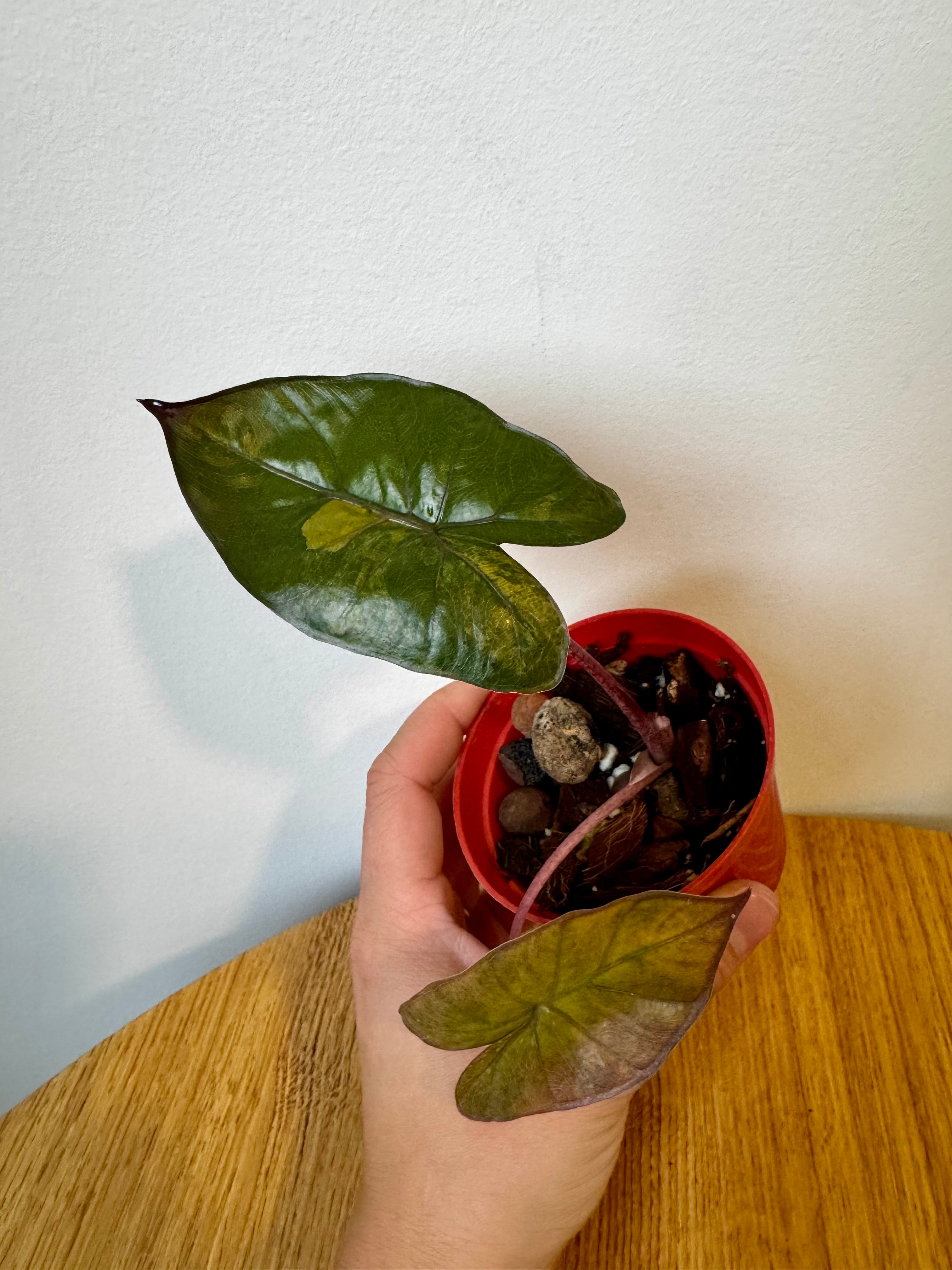 Alocasia Yucatan Princess Aurea