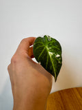 Alocasia Regal Shield Albo