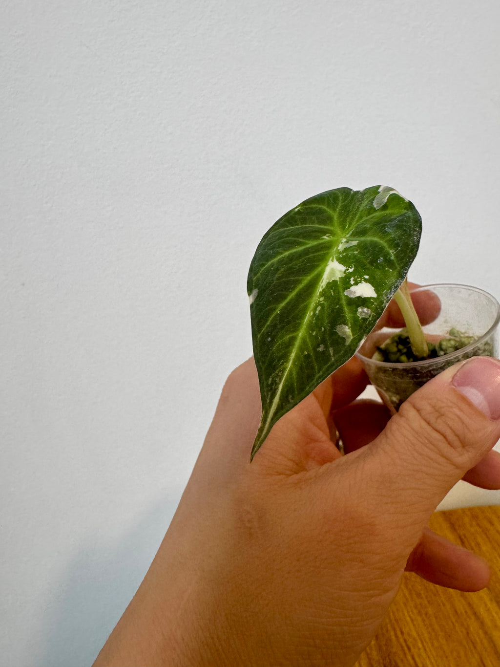 Alocasia Regal Shield Albo