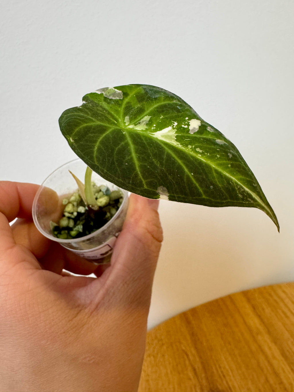 Alocasia Regal Shield Albo