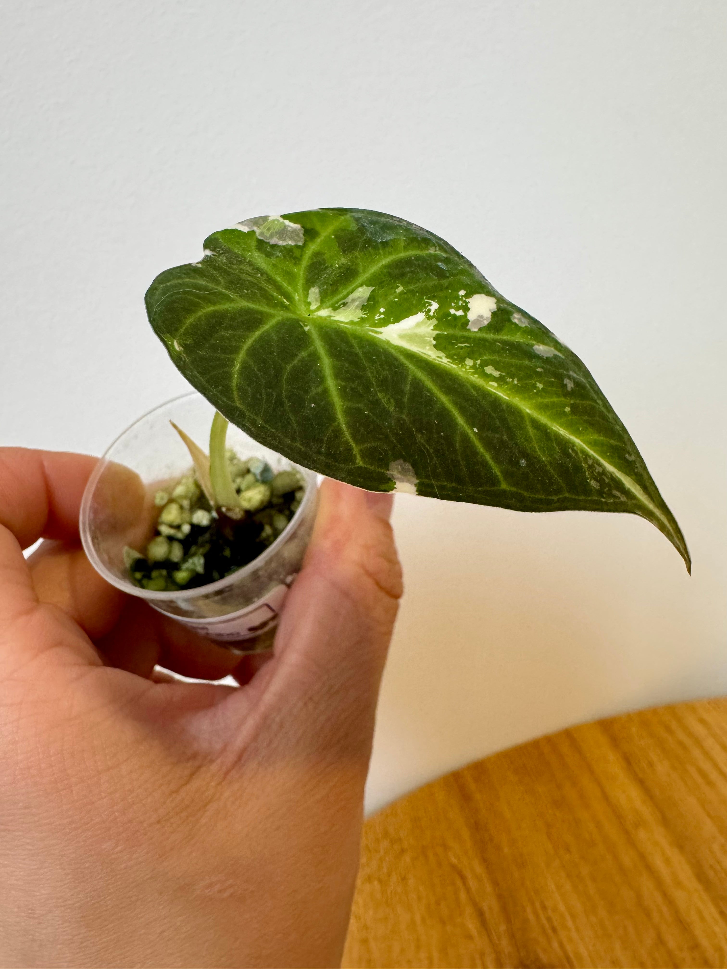 Alocasia Regal Shield Albo