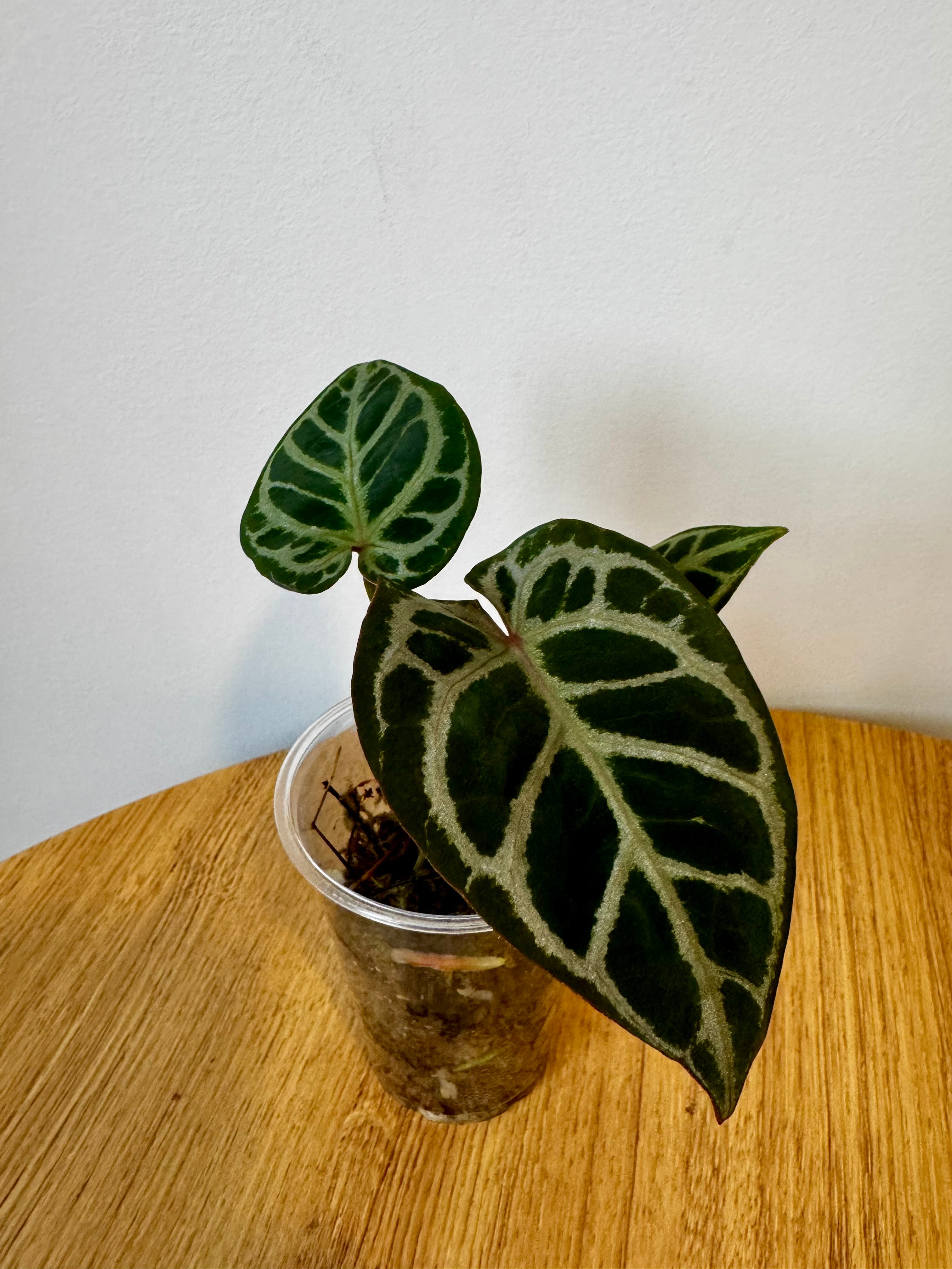 Anthurium Mystiq