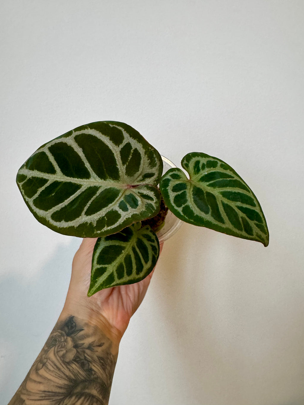 Anthurium Mystiq