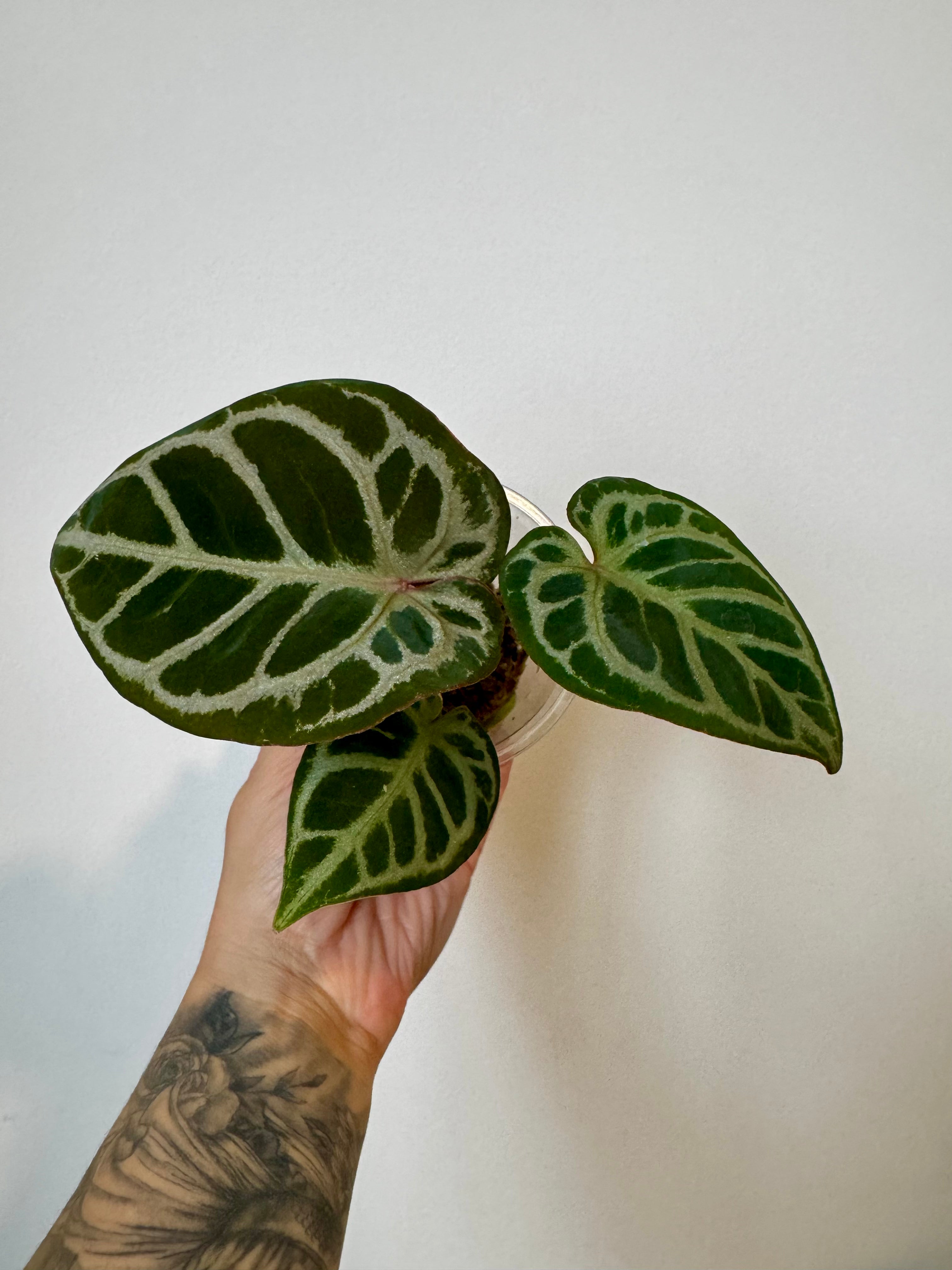 Anthurium Mystiq