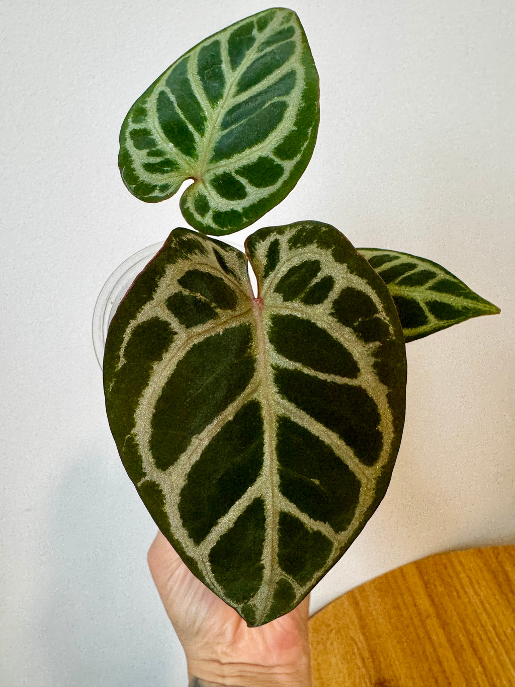 Anthurium Mystiq