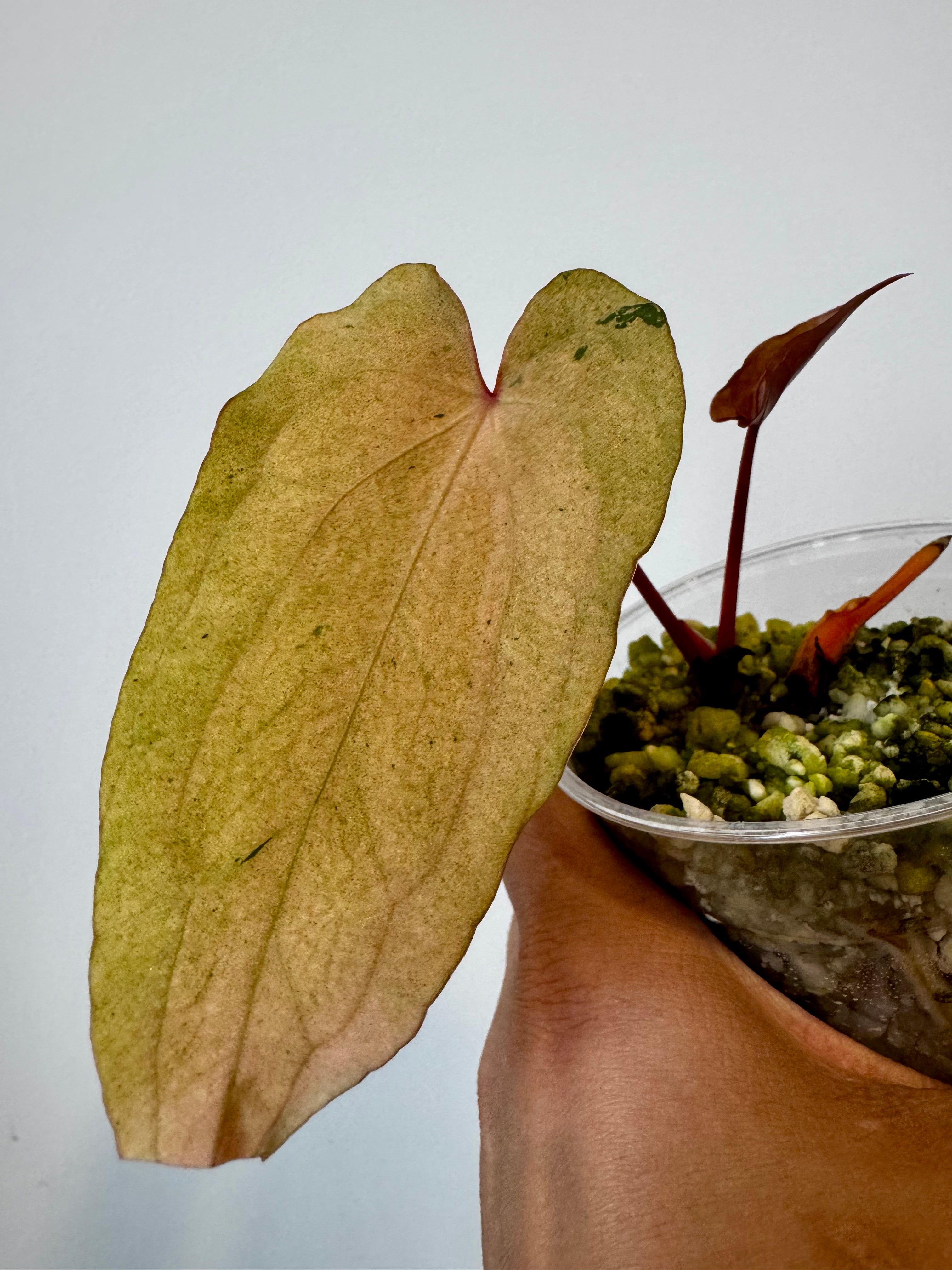 Anthurium Papi x Dark Phoenix Variegated