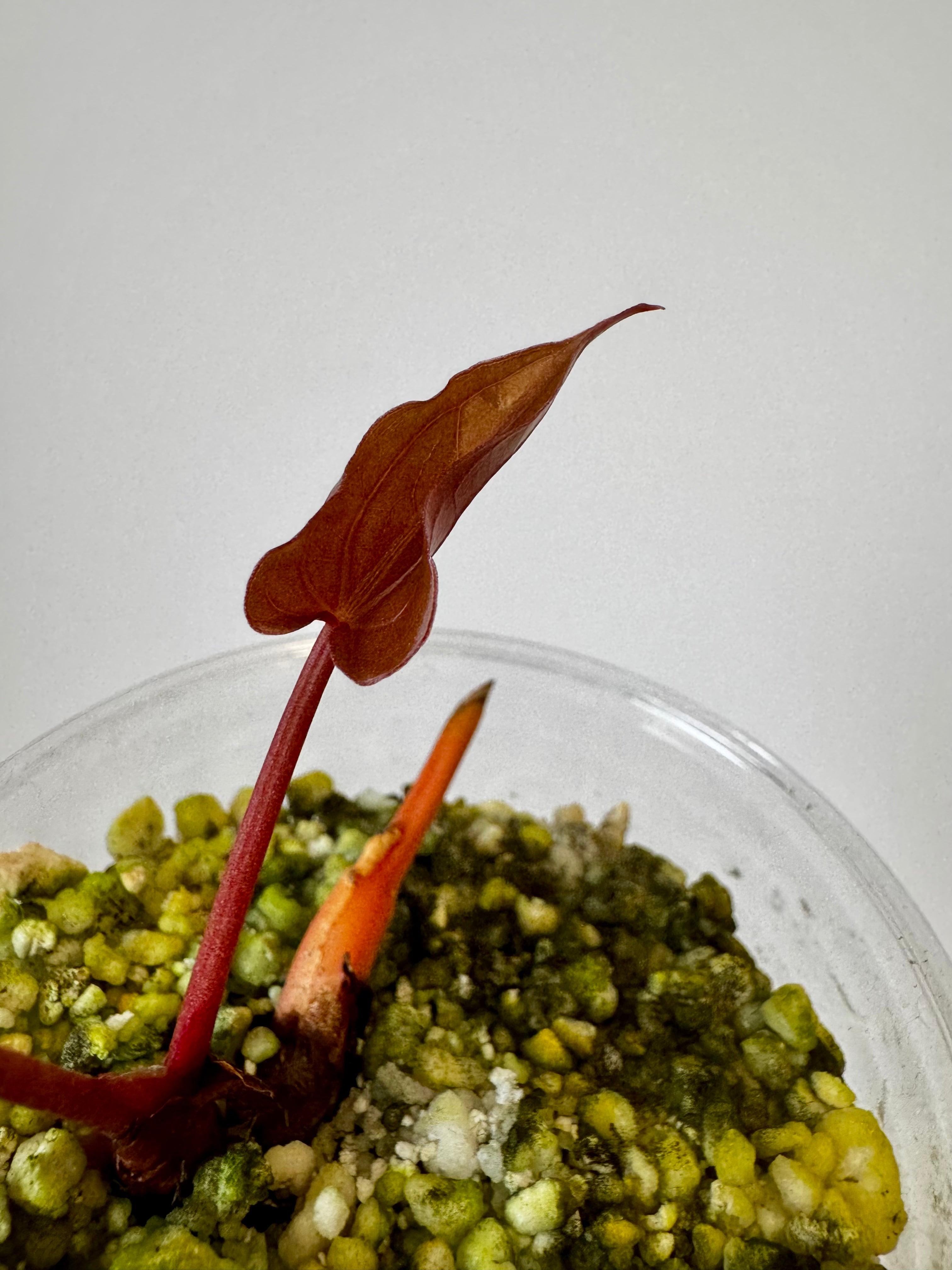 Anthurium Papi x Dark Phoenix Variegated