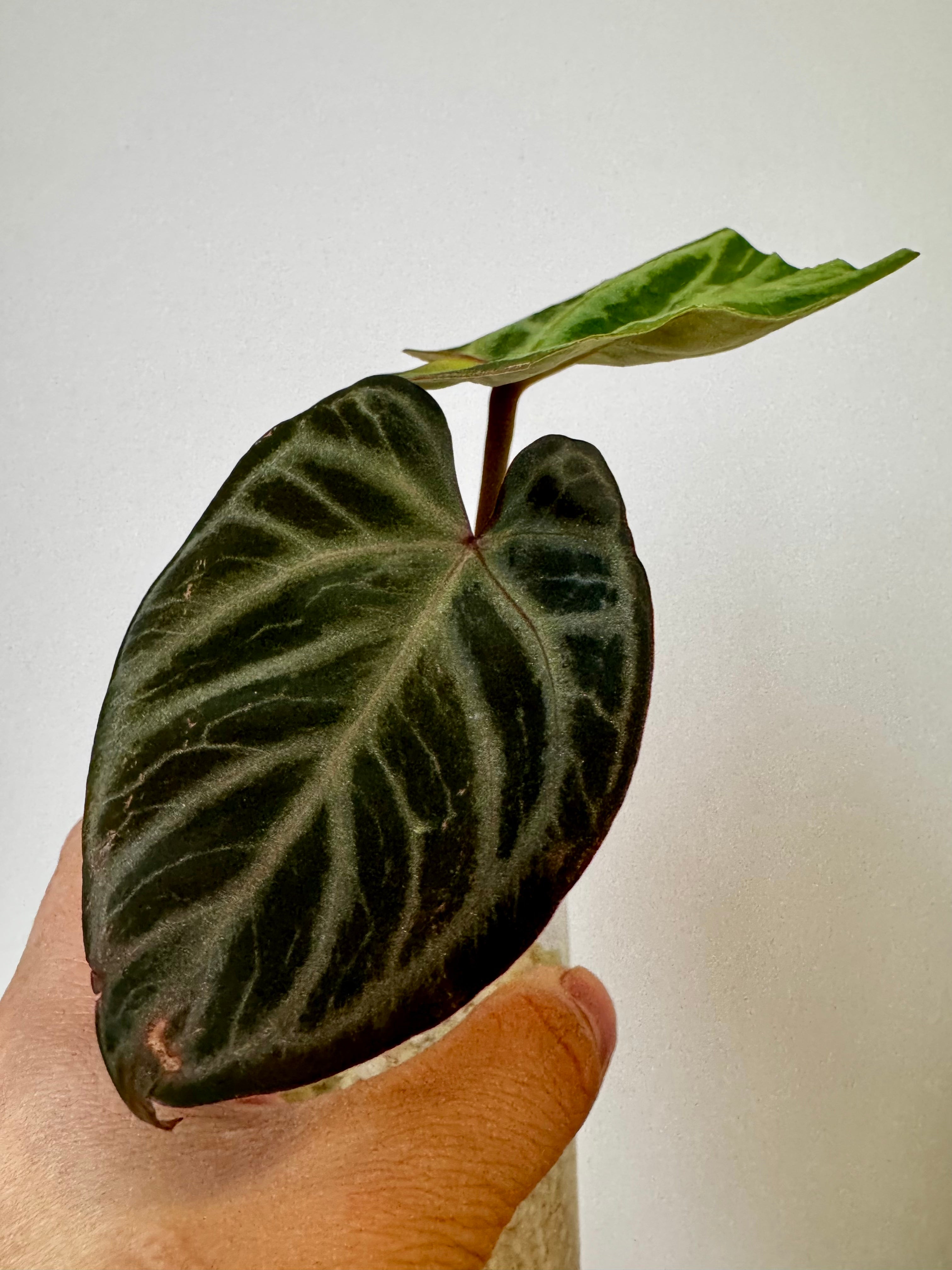 Anthurium Purple HURC