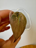 Alocasia Wentii Albo Pink