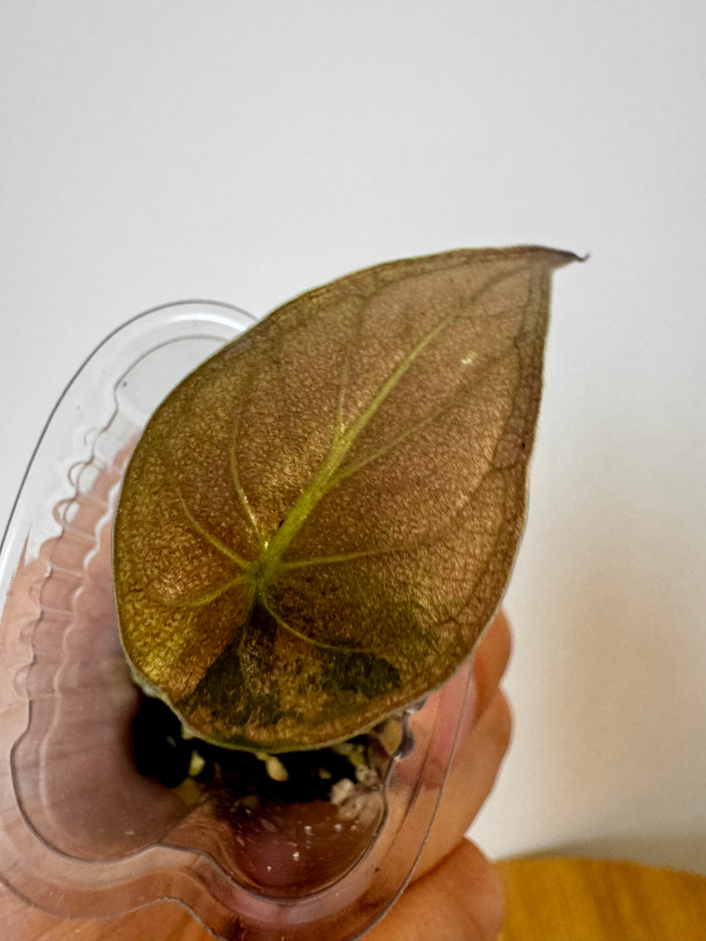 Alocasia Wentii Albo Pink