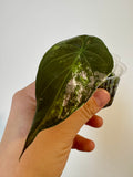 Alocasia Wentii Albo Pink