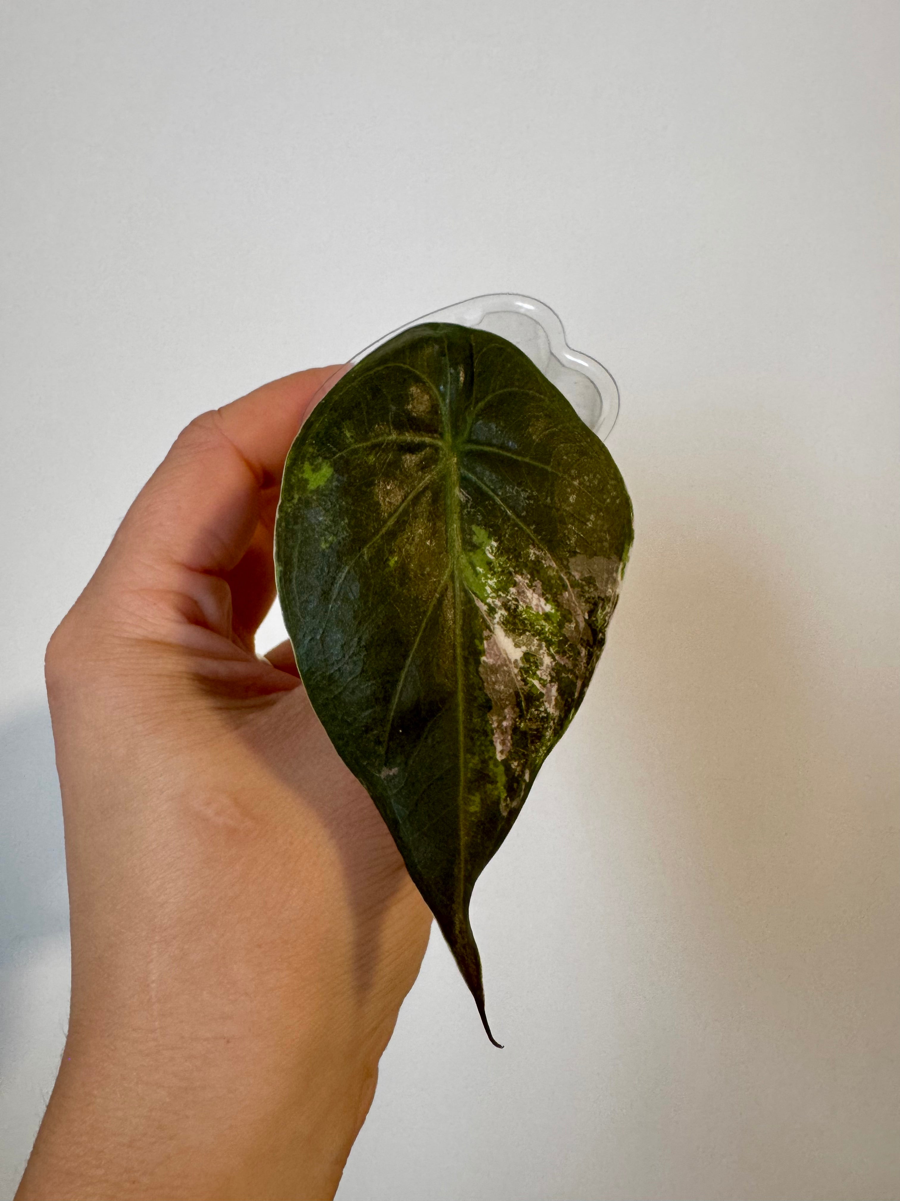 Alocasia Wentii Albo Pink