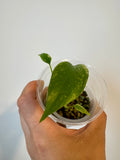 Monstera White Monster
