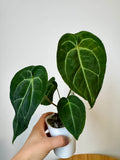 Anthurium (Mag x Bess) x (BVIT x Cry)