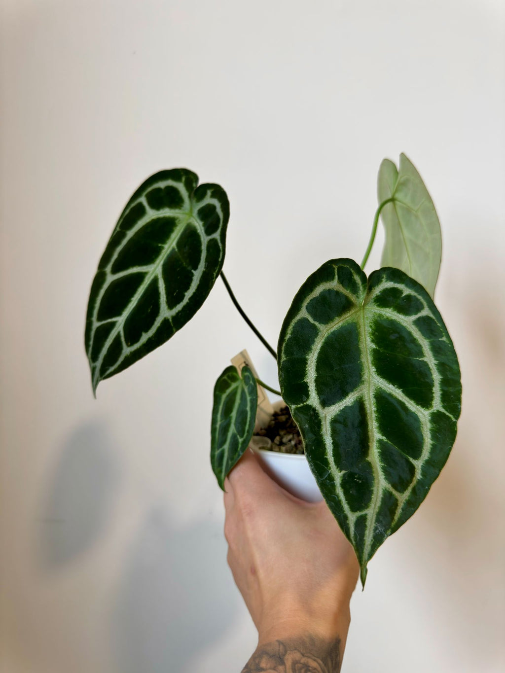 Anthurium (BVIT x Cry) x Dark Cry
