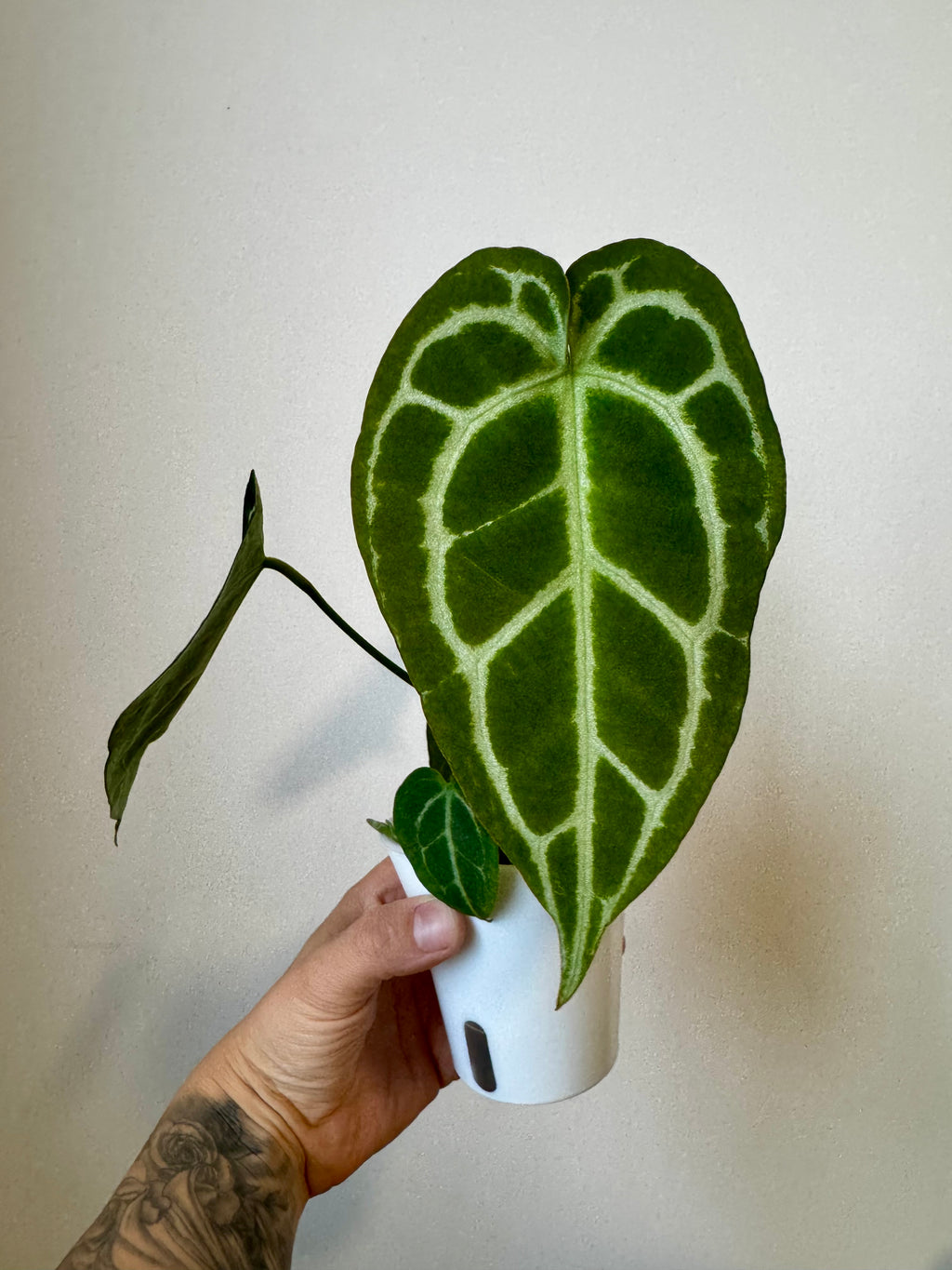 Anthurium (BVIT x Cry) x Dark Cry