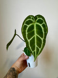 Anthurium (BVIT x Cry) x Dark Cry