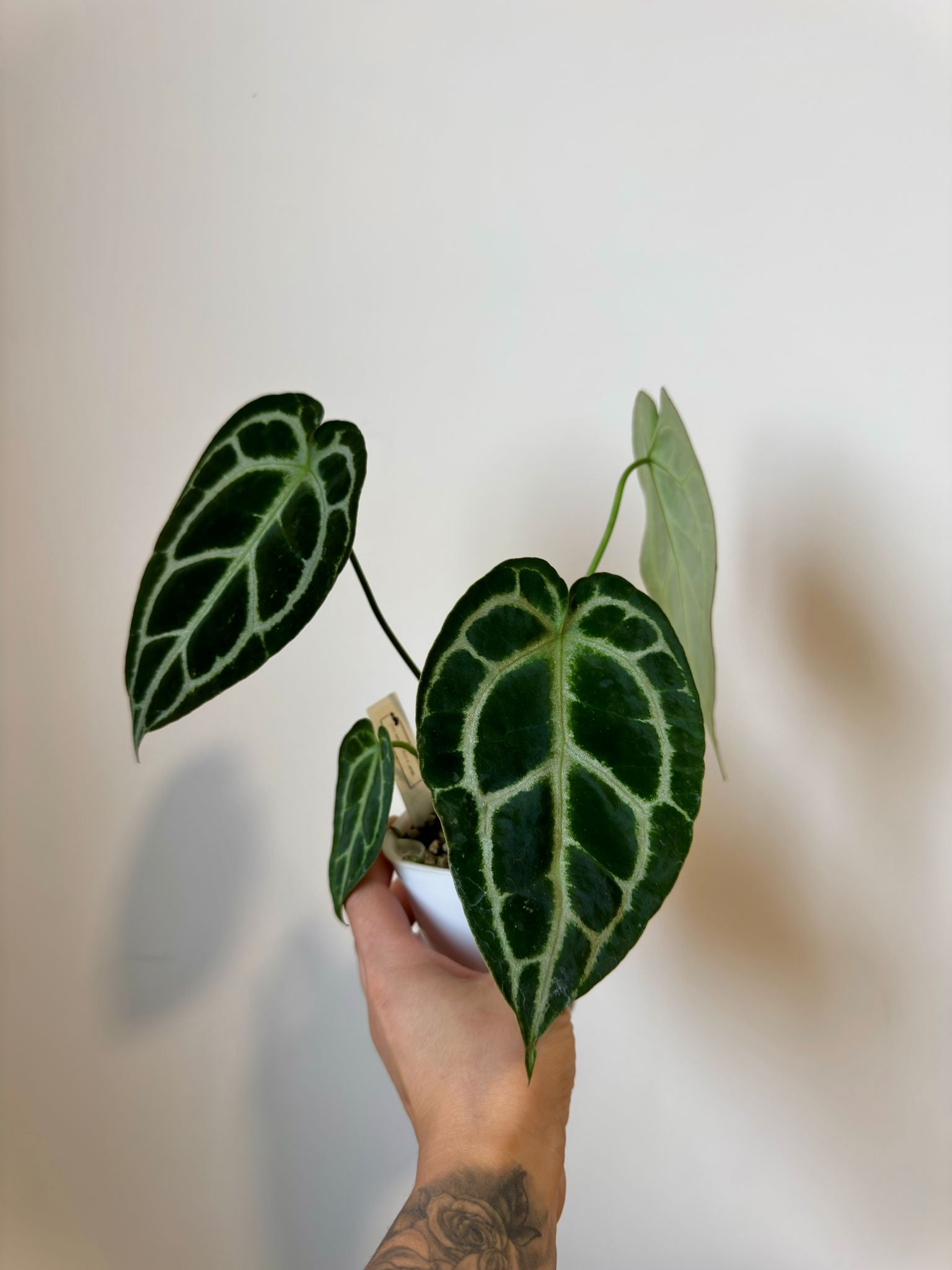 Anthurium (BVIT x Cry) x Dark Cry