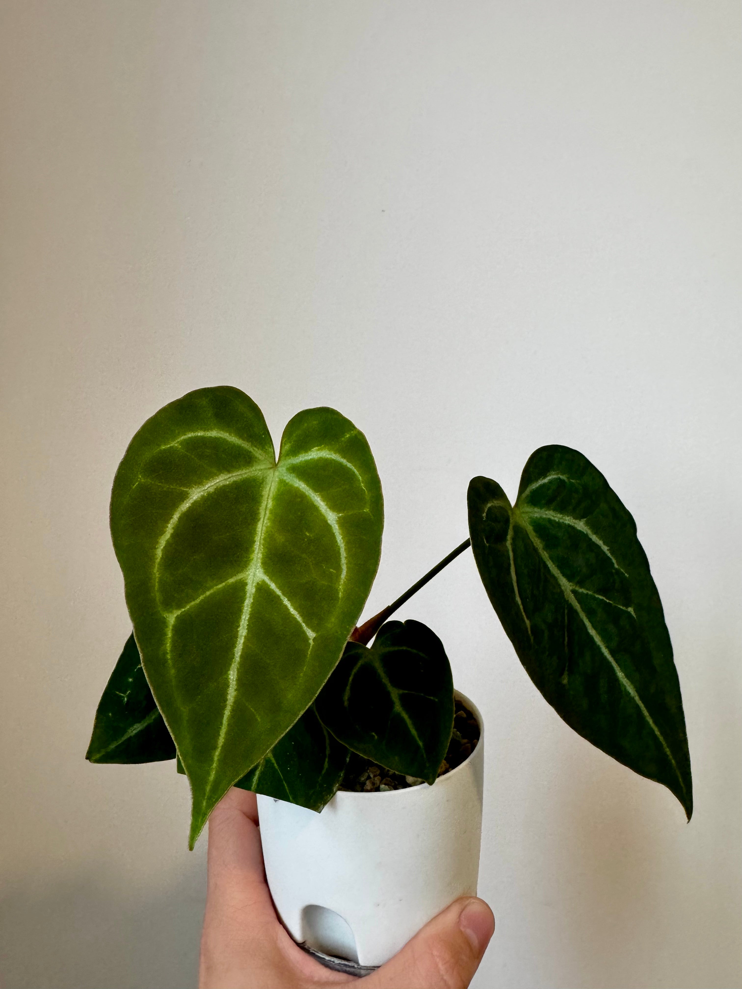 Anthurium Papi