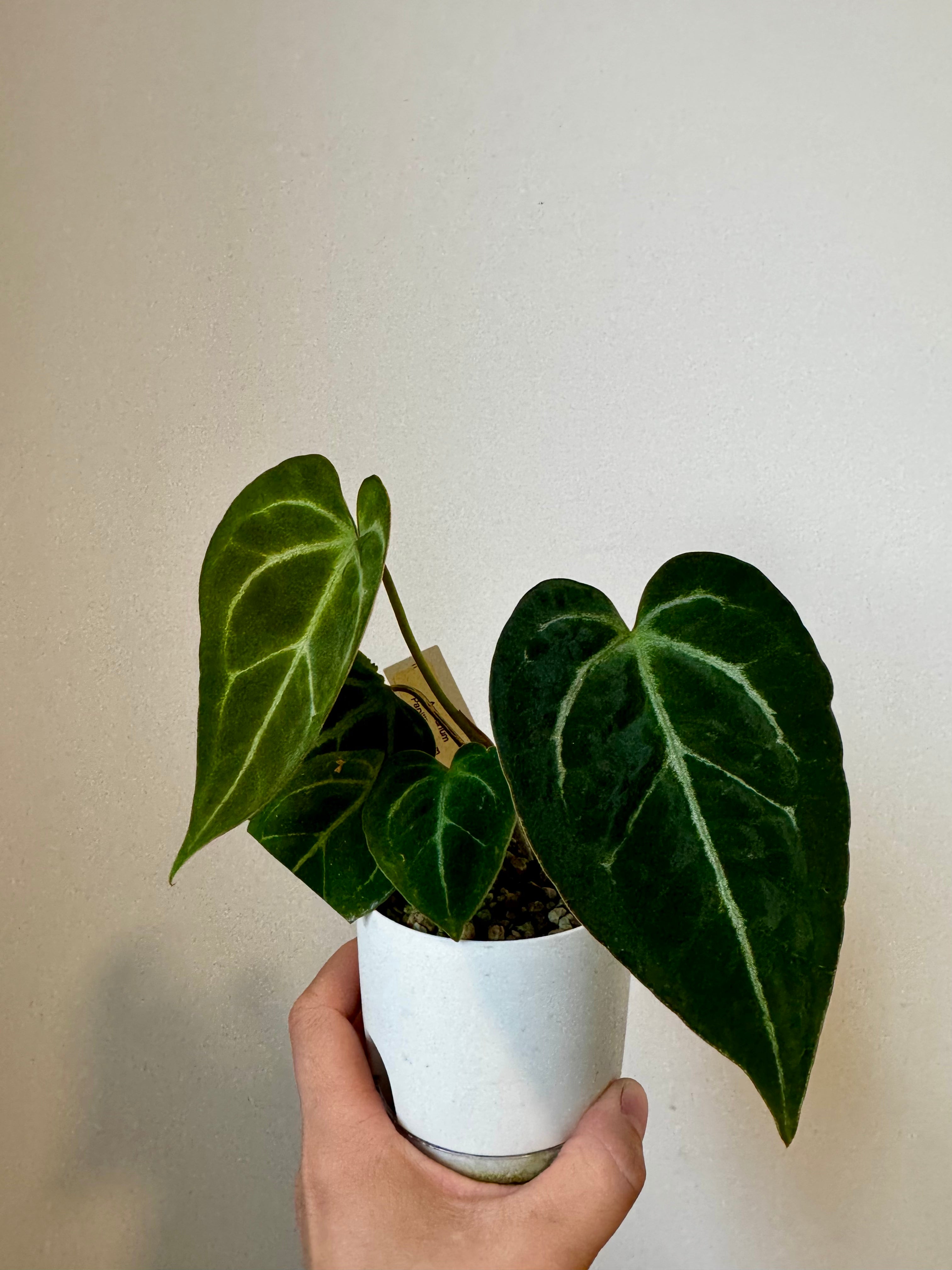 Anthurium Papi