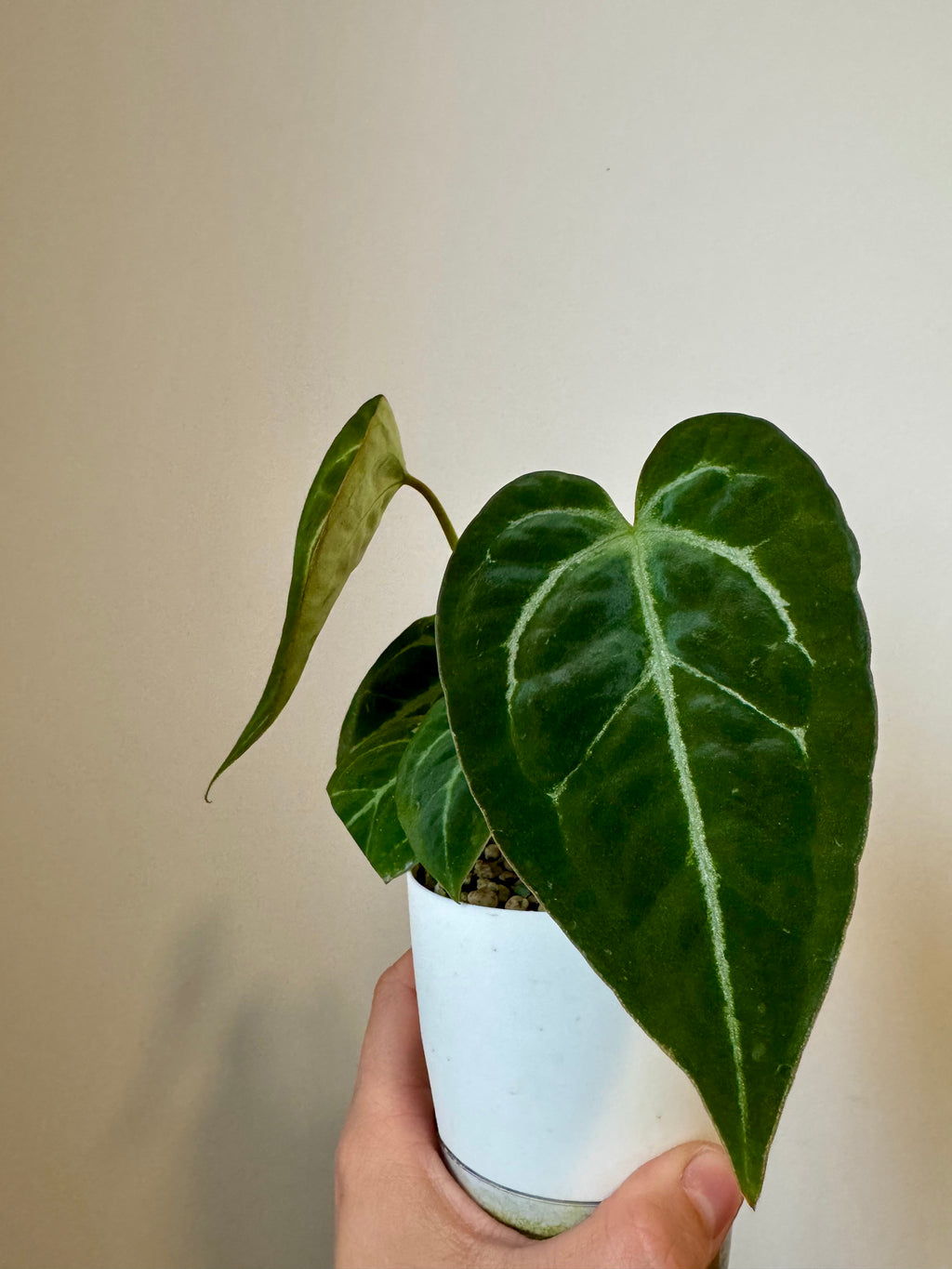 Anthurium Papi