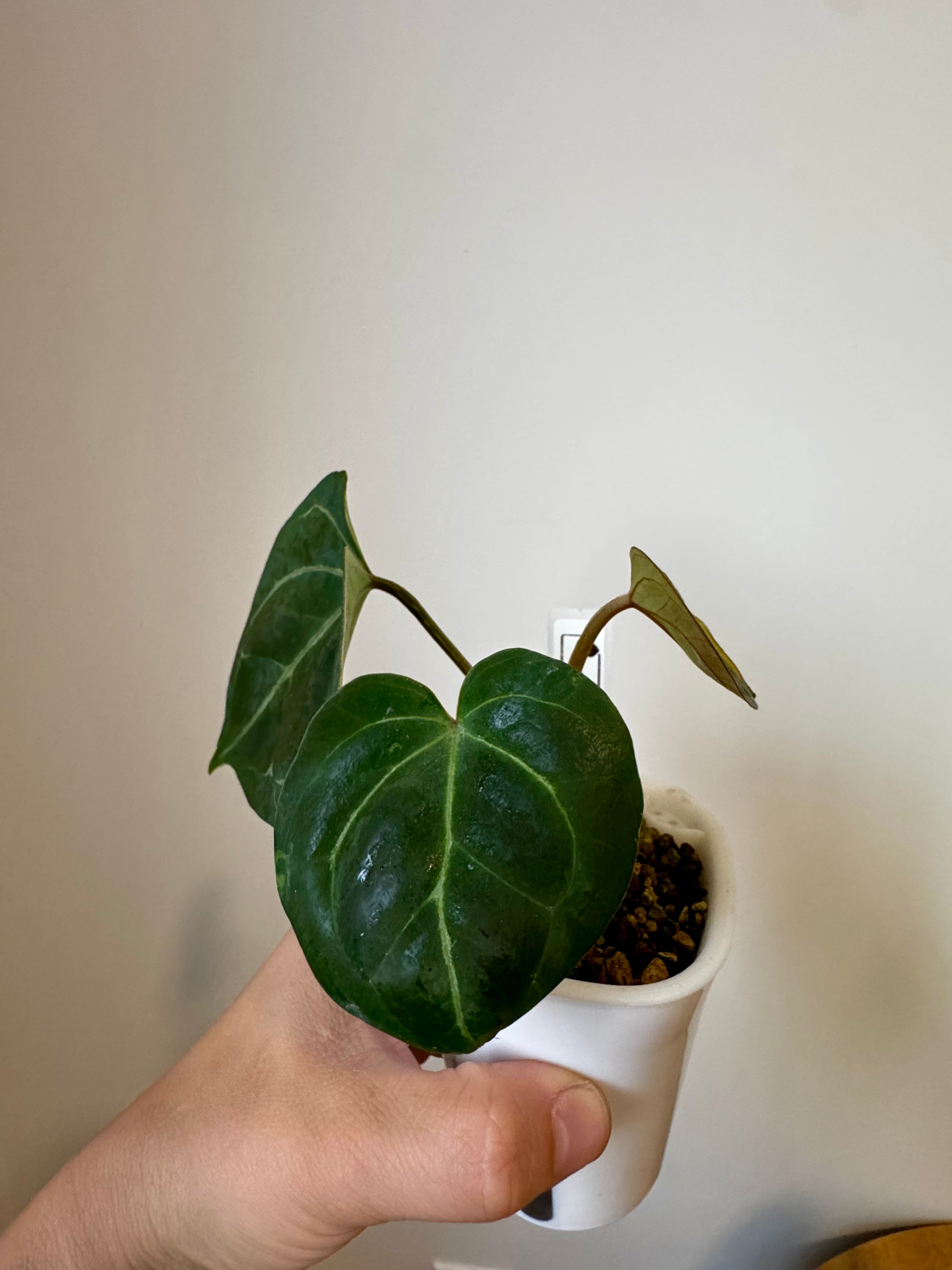 Anthurium (Red Velvet x Zara) x KOS