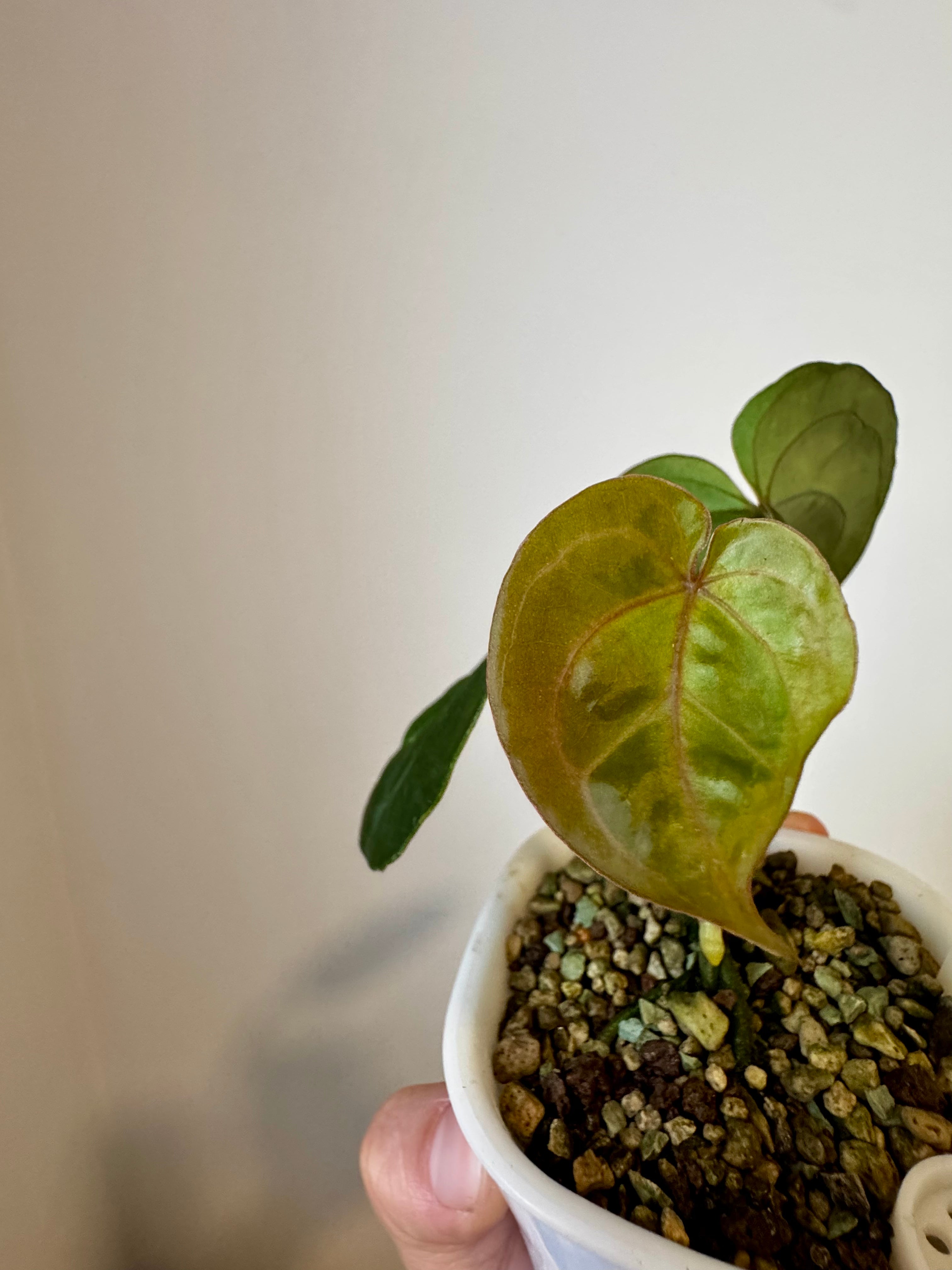 Anthurium (Red Velvet x Zara) x KOS